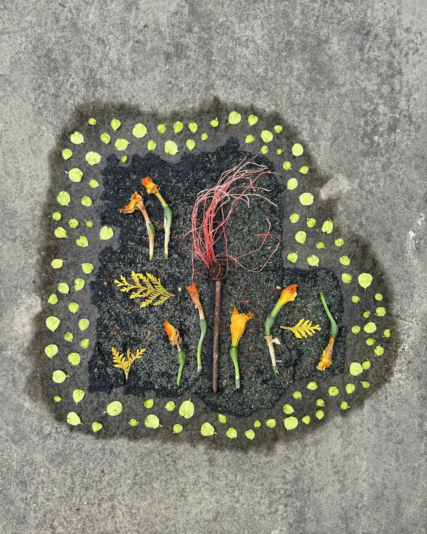 Found roof tile and plumed spike framed by rain and elm seeds. #dogwalkdiarynyc #searchwandercollect #thingsifindwhilewalking #botanicalart #artandnature #assemblageart #allthingsbotanical #foundontheground #elm #cherryblossom #daffodils #nothingisor