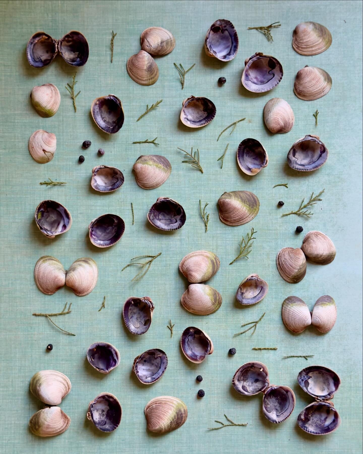 Thanks for the pasta alle vongole, Peko! #dogwalkdiarynyc #playwithyourfood #clamshells #natureflatlays #artandnature #vintagekitchen #vintageformica #nothingisordinary_nature #dailycreative #ephemeralart