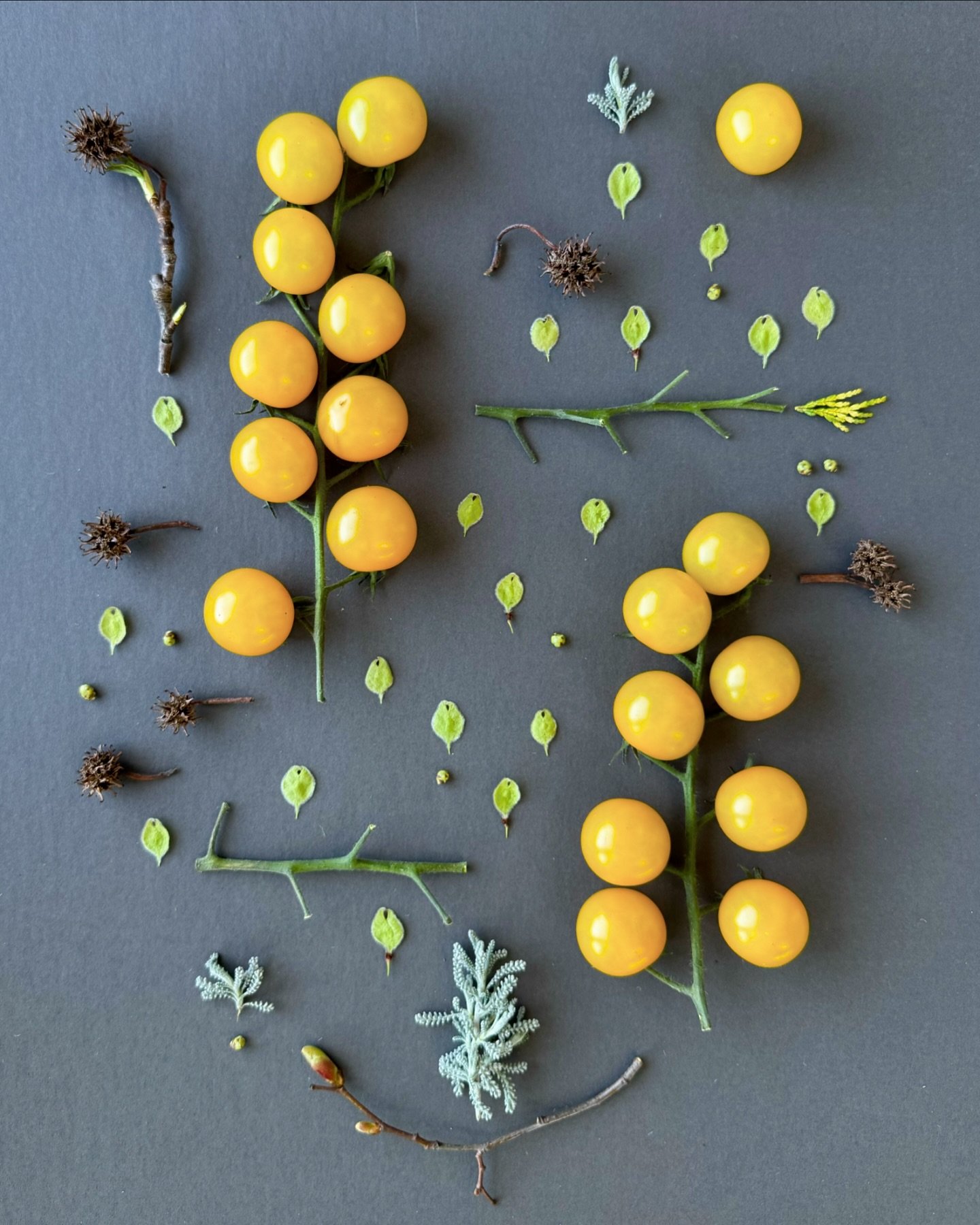 Stem tomatoes at 1010. #dogwalkdiarynyc #thingsifind #tomatoesonthevine #cherrytomatoes #elmseeds #botanicalart #artandnature #nothingisordinary_nature #noticetheordinary #dailyart #ephemealart