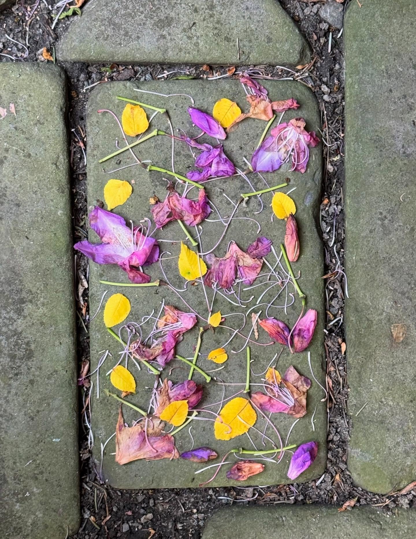 Garden gathering in Cambridge with my mother, Stelle, her dearest friends, Tuny and TK, and rhododendron blossoms. #dogwalkdiarynyc #cambridgema #gardenparty #oldfriends #rhododendron #advancedstyle #pinkpetals #rustlord_nature #summerinthecity #foot