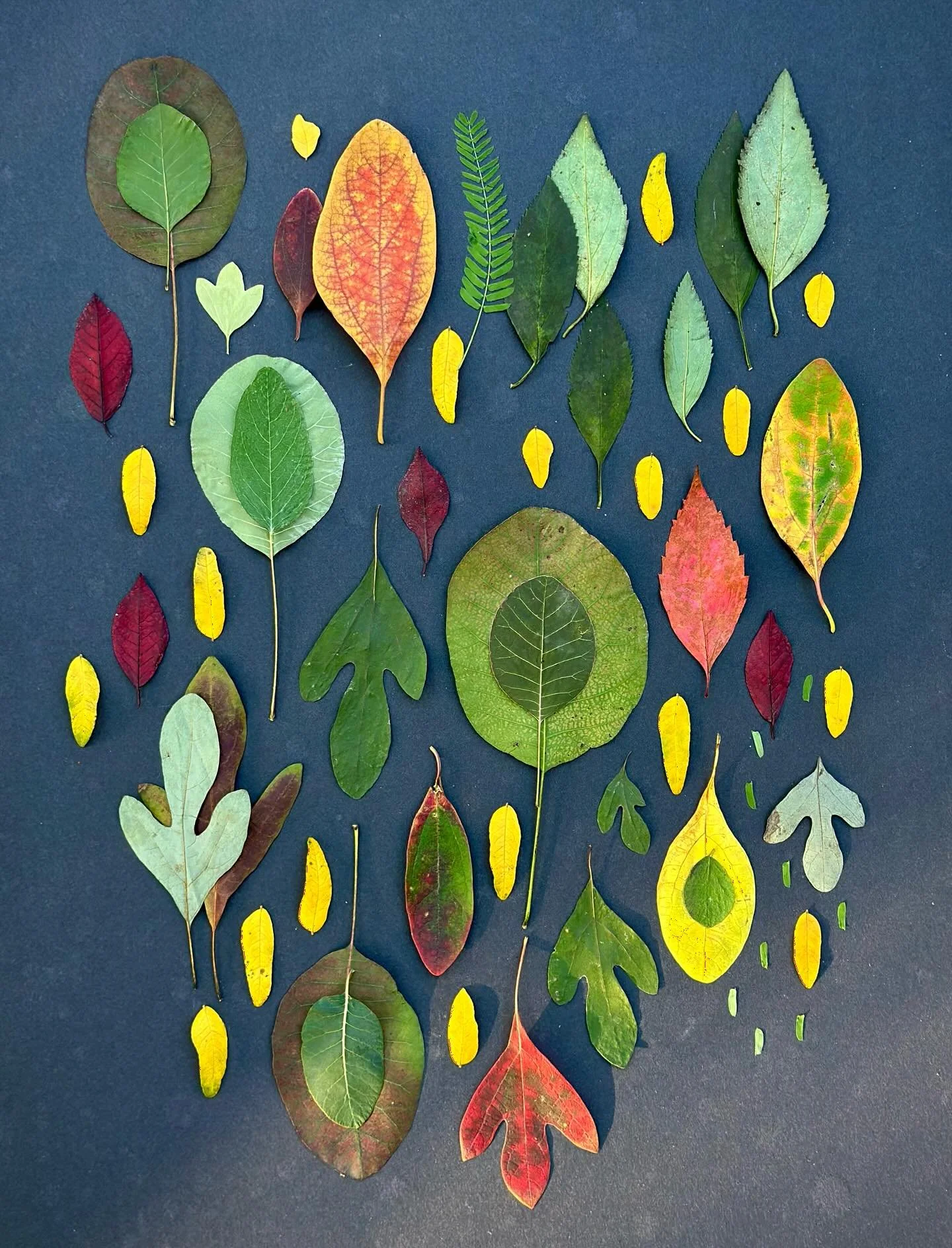 Smokebush, sassafras, and honey locust. #dogwalkdiarynyc #leafart #leaflove #leavesonlyleaves #natureflatlays #flatlayfriday #sassafras #smokebush #nothingisordinary_nature #fallleaves #dailyart #ephemeralart