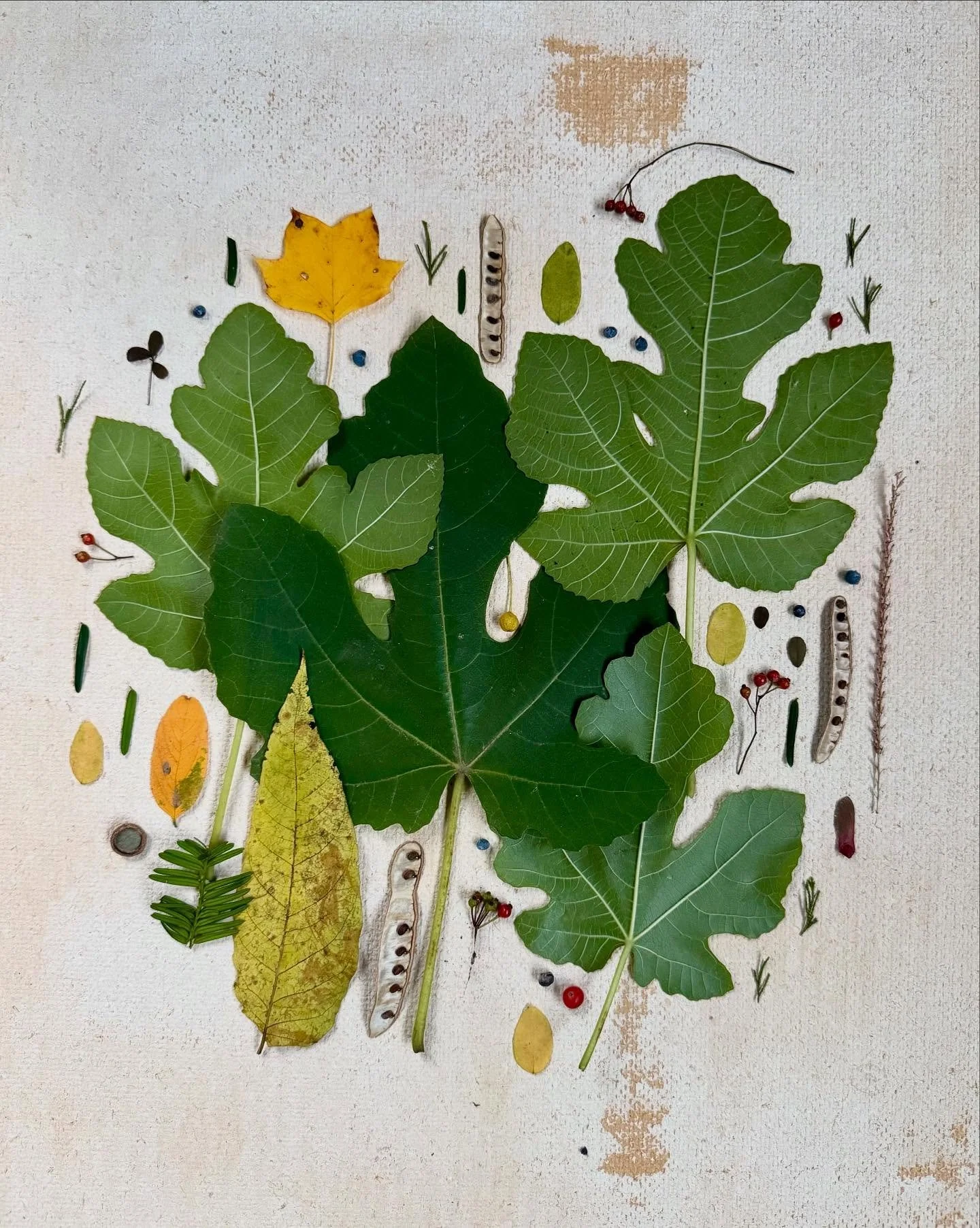 Fig fam. #dogwalkdiarynyc #botanicalart #leafart #artandnature #figleaves #fortheloveofleaves_ #flatlaytoday #patternplay #ephemeralartjourneysdaily