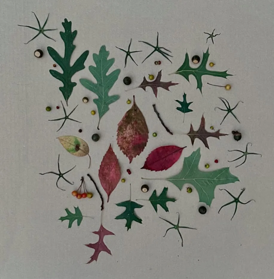 Seeing stars: ode to vintage holiday wrap. #dogwalkdiarynyc #artandnature #patternplay #botanicalart #leafart #tomatotops #nothingisordinary_nature #thingsifind #ephemeralartjourneysdaily