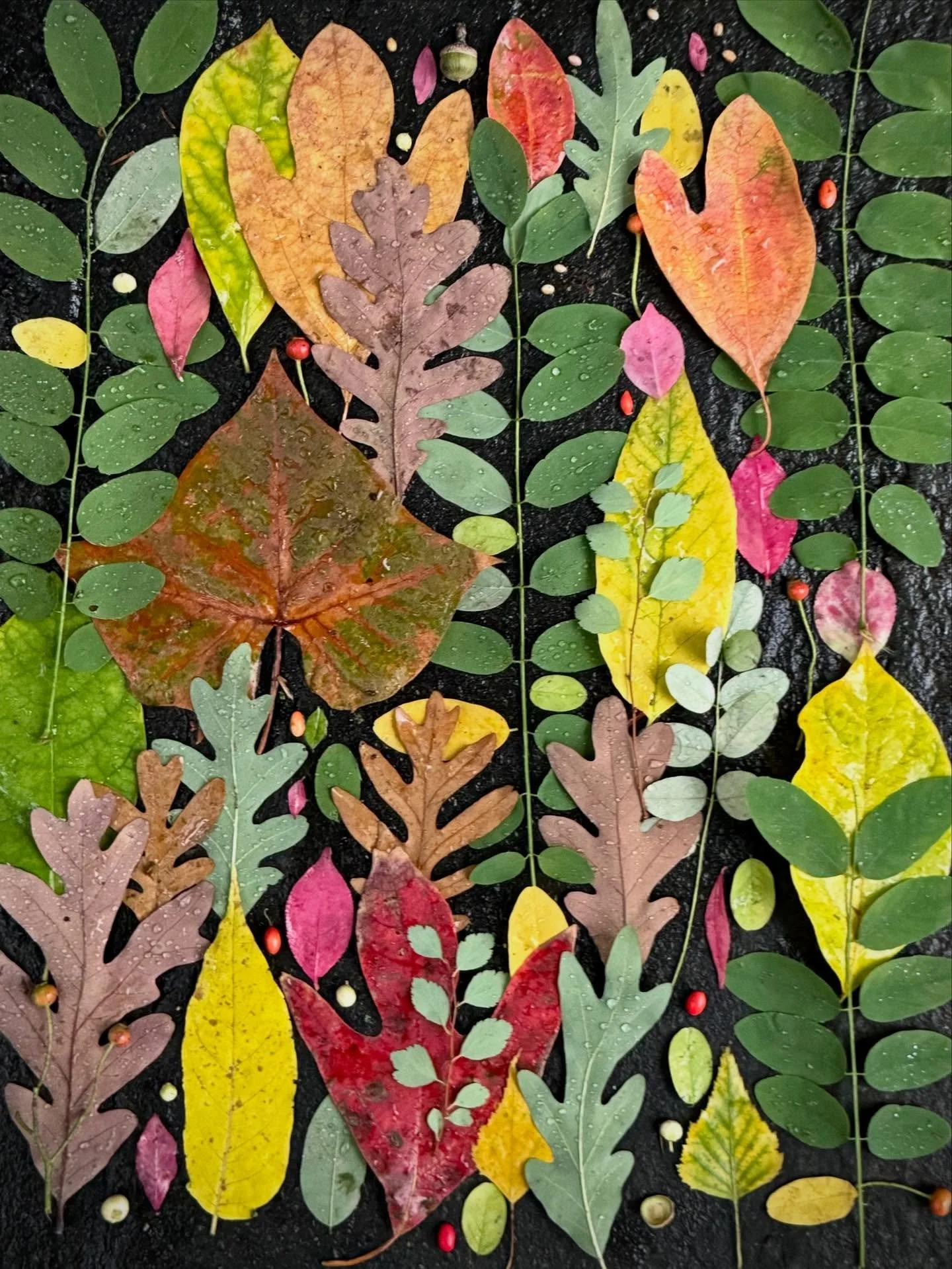 Rainy day display. #dogwalkdiarynyc #botanicalart #leafdesign #artandnature #natureflatlays #leafcollection #blacklocust #oakleaf #sassafras #burningbush #thingsifindwhilewalking #dailyart #ephemeralart