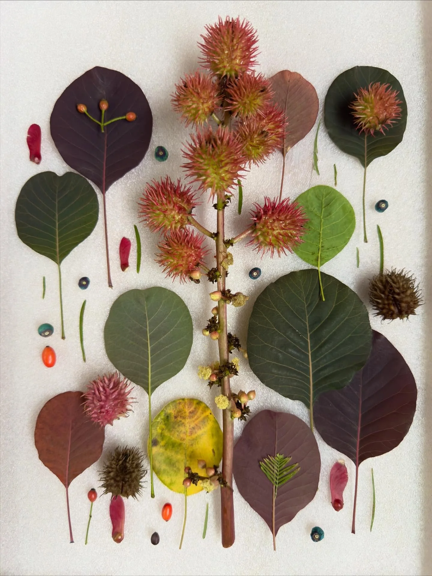While the cat&rsquo;s away: Ted&rsquo;s castor bean pods and smoke bush leaves in a packing material frame. #dogwalkdiarynyc #frontyardgarden #botanicalart #inspiredbynature_ #castorbean #smokebush #nothingisordinary_nature #fallpalette #creativereus