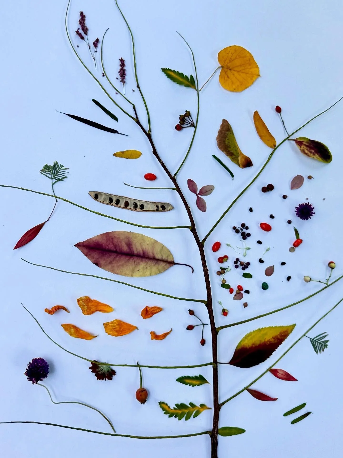 Let stick season begin! #dogwalkdiarynyc #stickart #botanicalart #naturecollection #assemblageart #nothingisordinary_nature #ephemeralartjourneysdaily