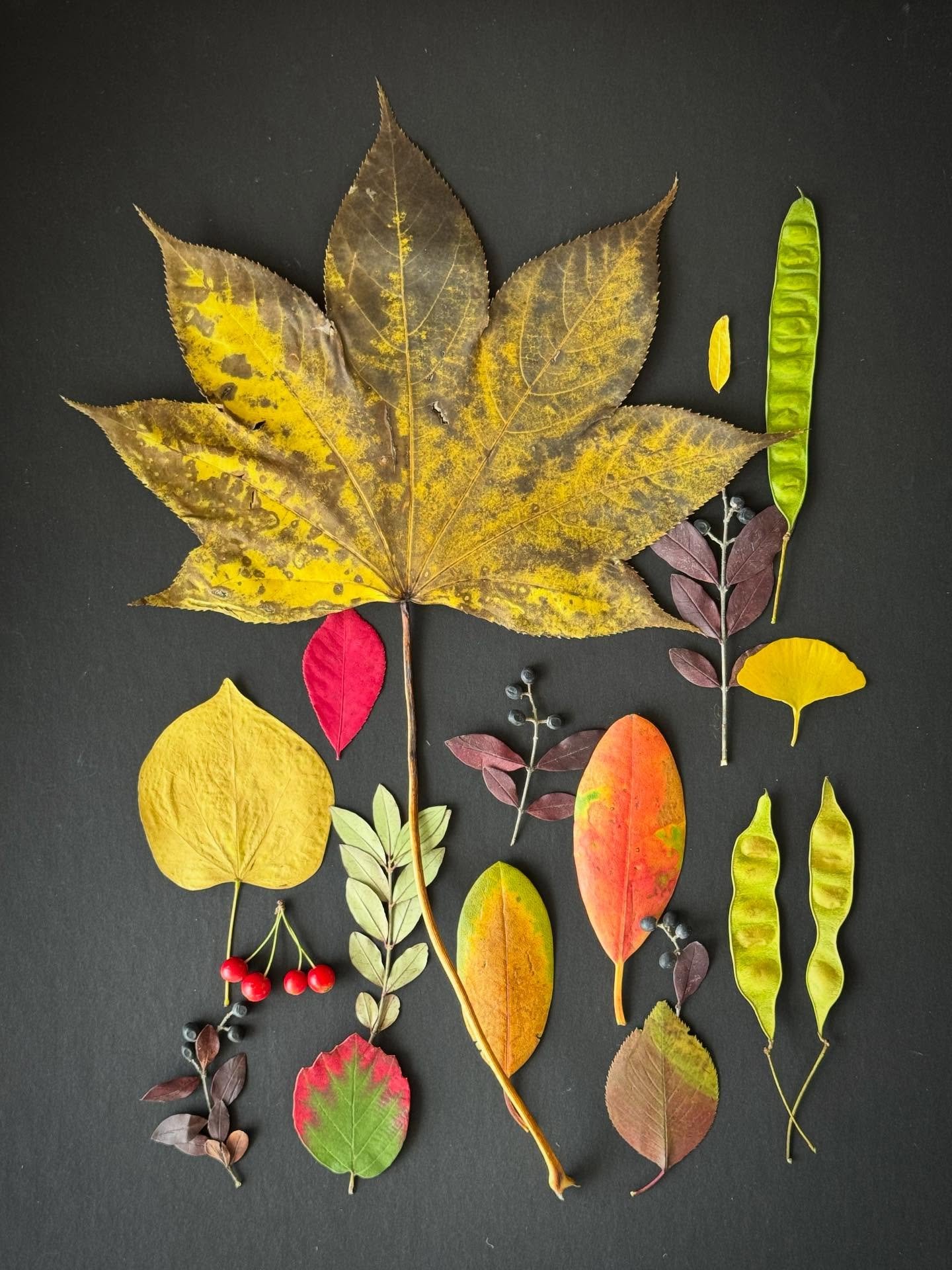 Ode to a radiant castor bean leaf on Halloween. #dogwalkdiarynyc #botanicalart #natureflatlays  #fallfinds #leaflove #autumnpalette #rustlord_nature #beautyindecay #ephemeralartjourneysdaily