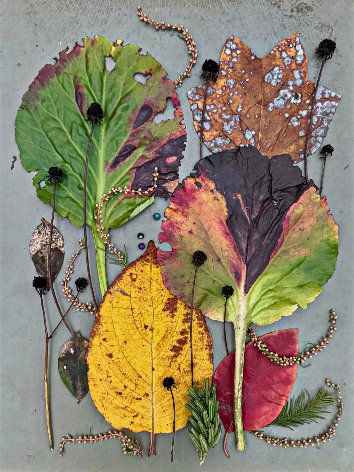 The last day of Daylight Saving Time. I will be counting the minutes until the clocks spring forward in March. #dogwalkdiarynyc #patternsinnature #beautyindecay #botanicalart #rustlord_nature #thisisthebronx #nothingisordinary_nature #flatlaytoday #n