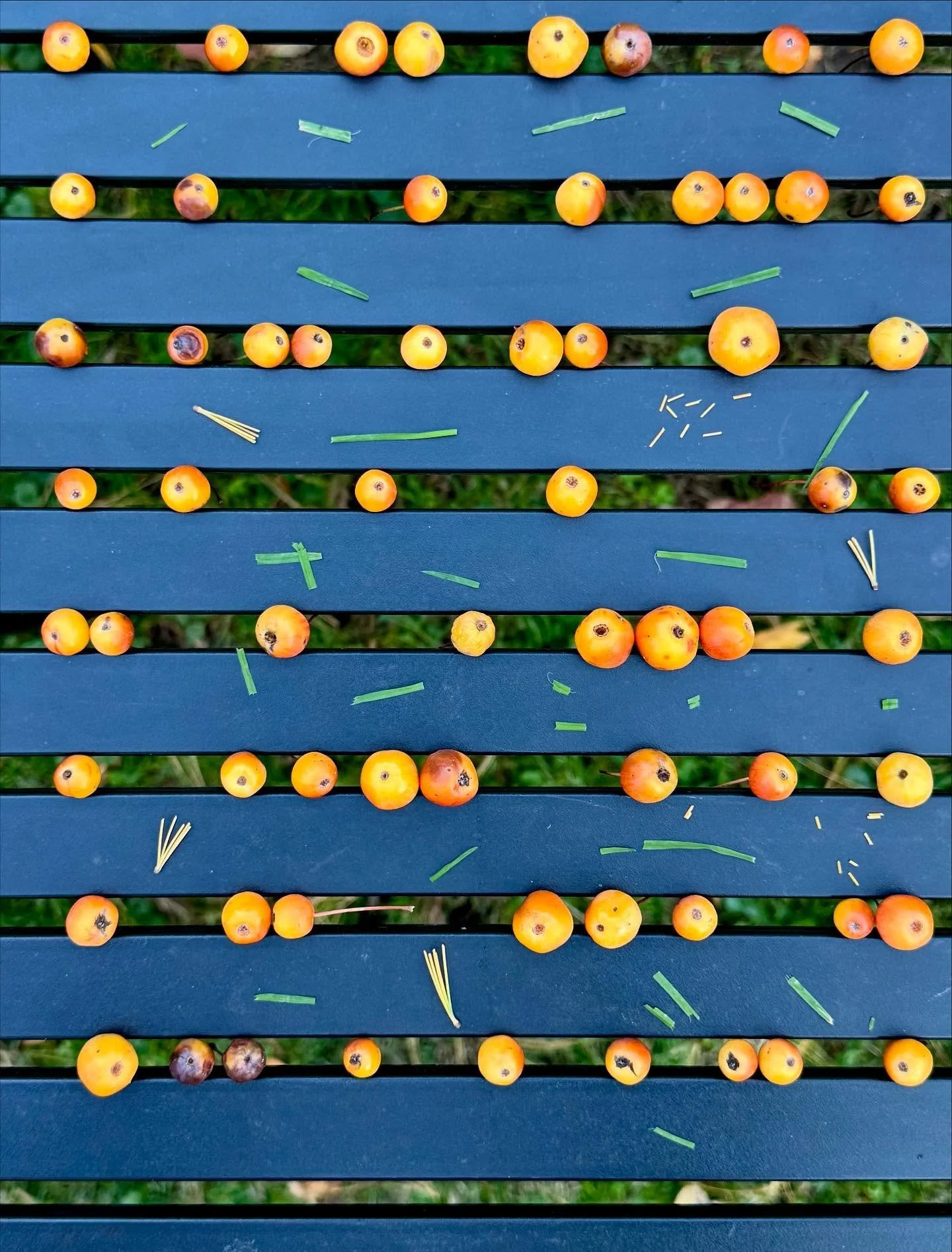 Crab apple abacus. Our old tree lost a branch. #dogwalkdiarynyc #botanicalart #artandnature #assemblageart #crabapples #usewhatyougot #patternplay #inspiredbynature_ #dailyart #ephemeralart