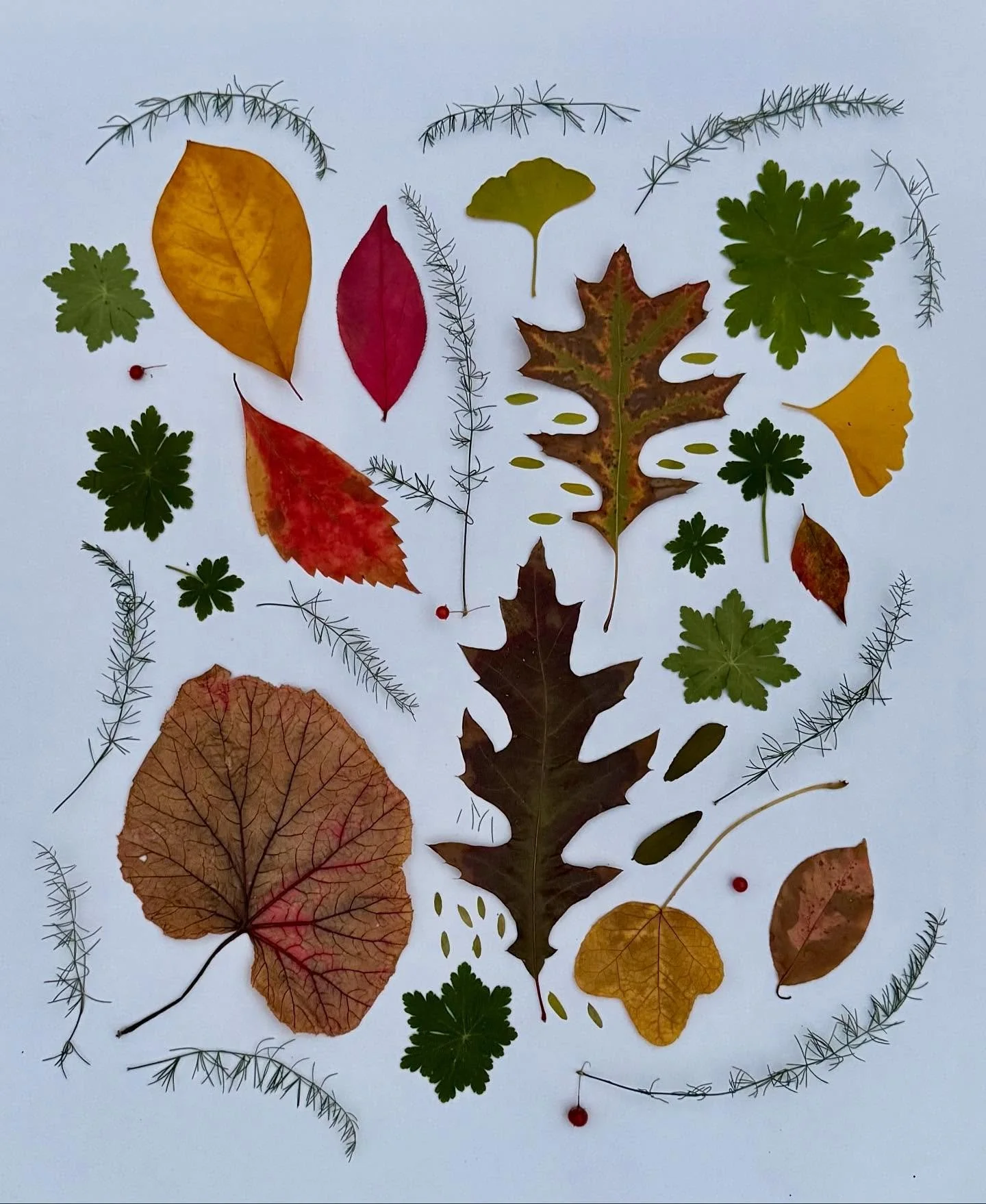 A heartening turn of events! To quote our new mayor: &ldquo;This city is your city and this democracy is too.&rdquo; #dogwalkdiary #hopeisalive #acityreborn #proudnewyorker