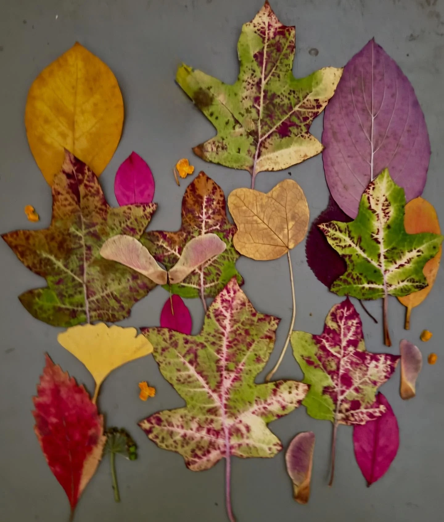 I love the way these fading oak hydrangea leaves look like block prints. #dogwalkdiarynyc #autumnpattern #leafart #botanicalart #oakleafhydrangea #pinkandgreen #rustlord_nature #beautyindecay #natureflatlays #ephemeralartjourneysdaily