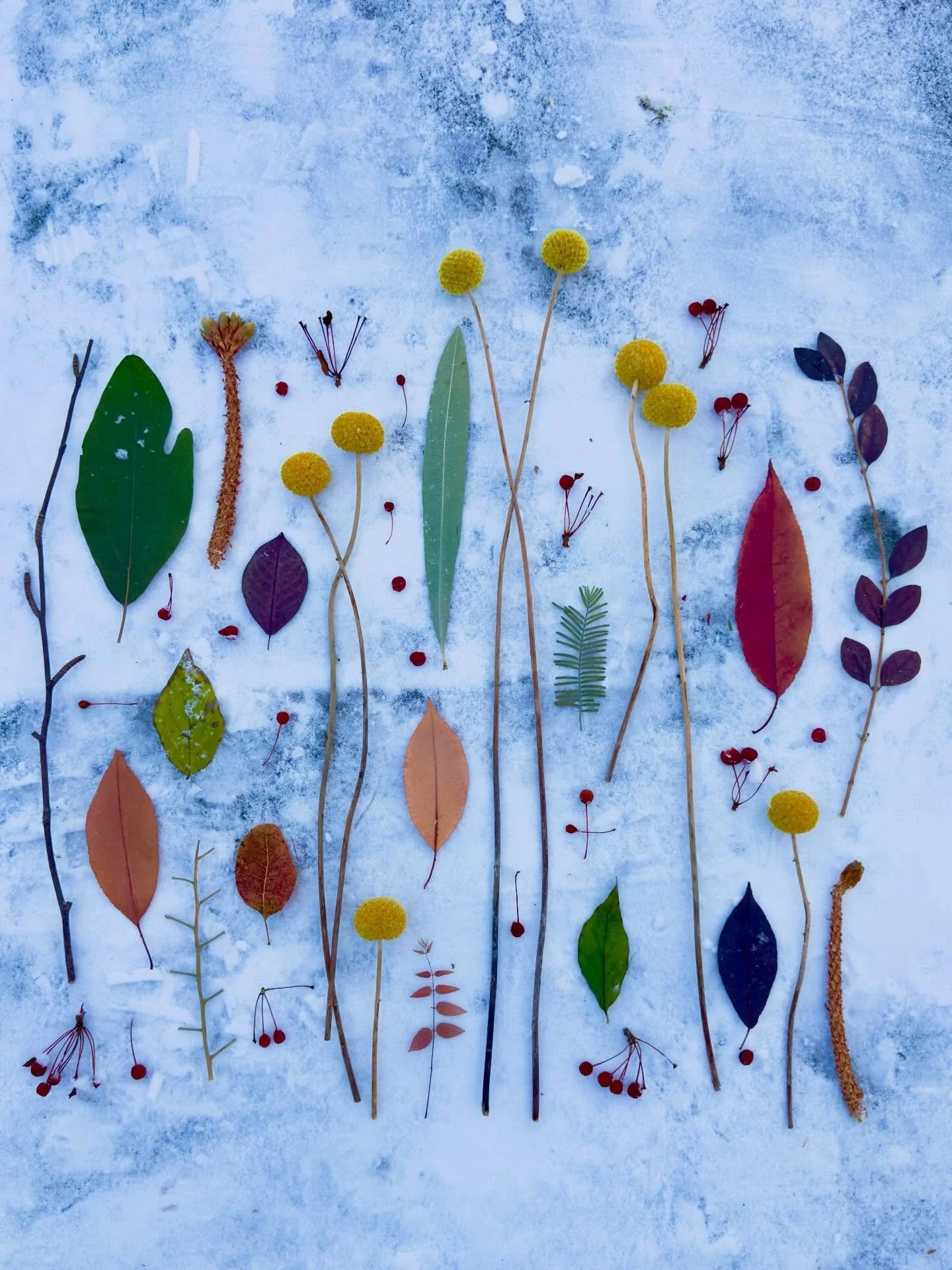 First snow of the season. Honey is from Puerto Rico but has acclimated well. Figural metal chairs by the great John Risley. #artandnature #snowdog #johnrisleychair