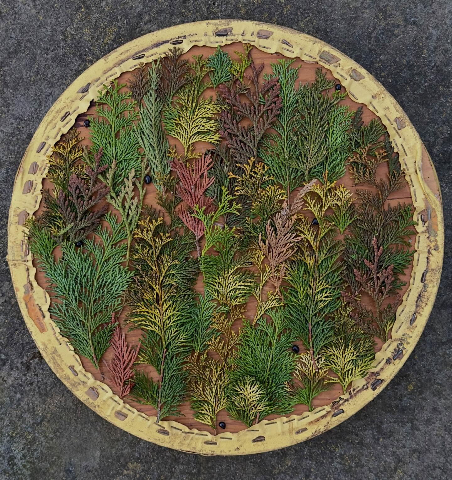 The sea of cedar refresh. My work is ephemeral: I make my arrangements (without any adhesives), photograph them, and then cast the pieces to the wind. But this piece, created on the back of a found chair cushion, has been sitting on our piano bench s