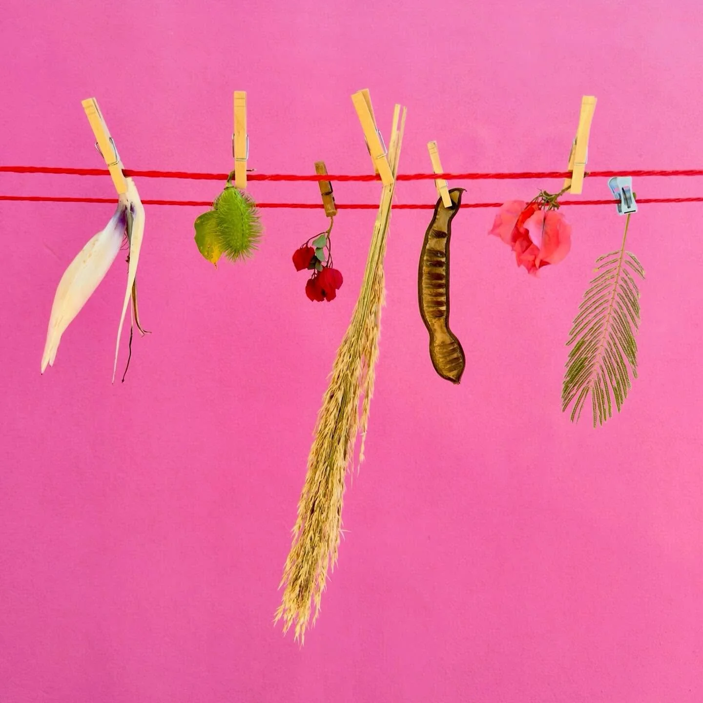 If you&rsquo;re looking for me, I&rsquo;m at the clothesline. #botanicalart #artandnature #nothingisordinary_ #assemblageart #leaflove