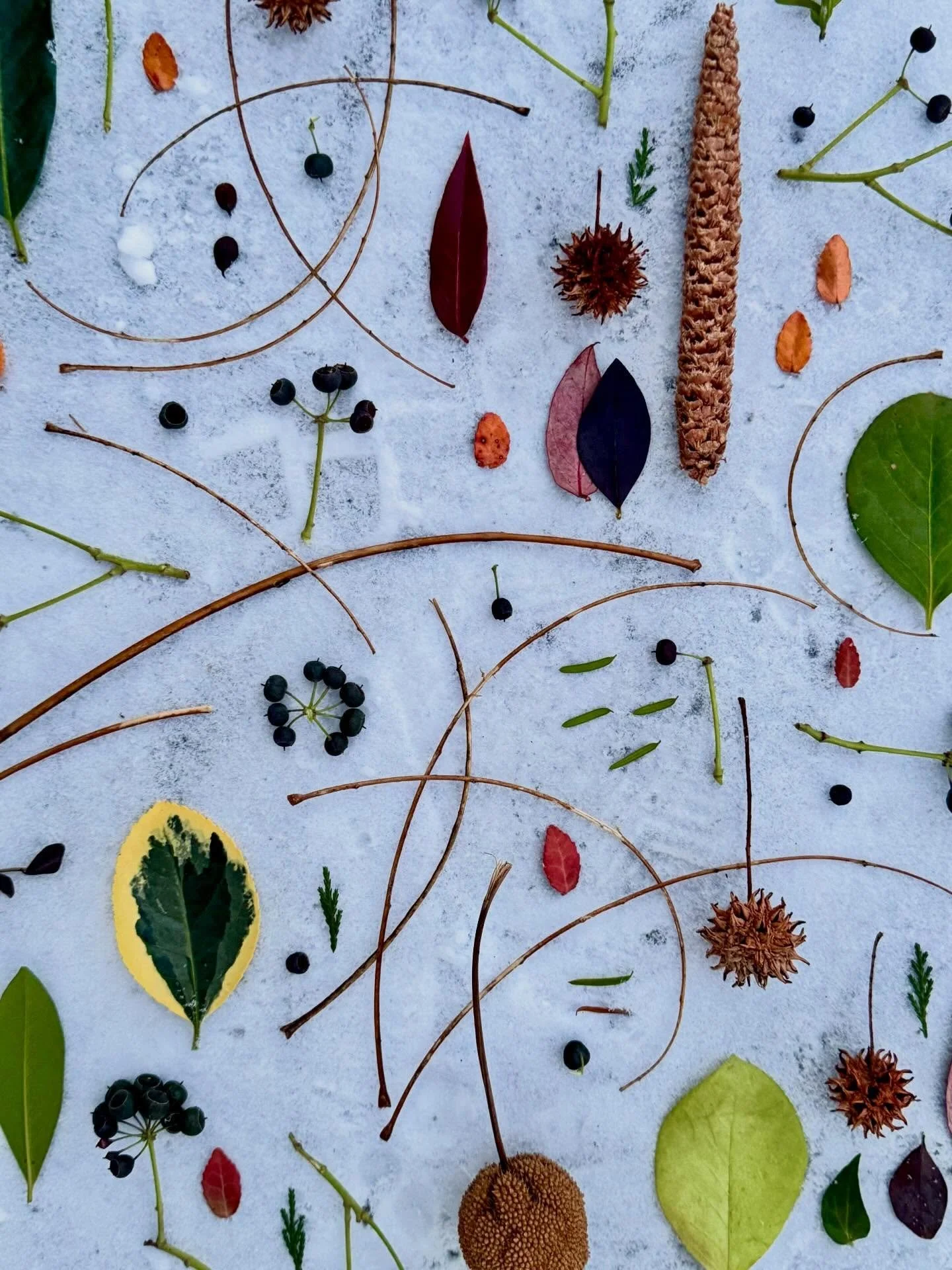 So much to be found, even in the snow. #thingsifindwhilewalking #botanicalart #leafart #snowart #ephemeralartjourneysdaily