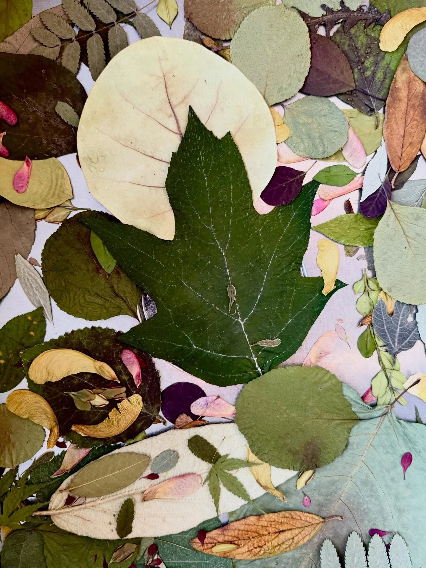 Kitchen sink chronicle. #botanicalart #leafart #pressedleaves #artandnature #vintagekitchen