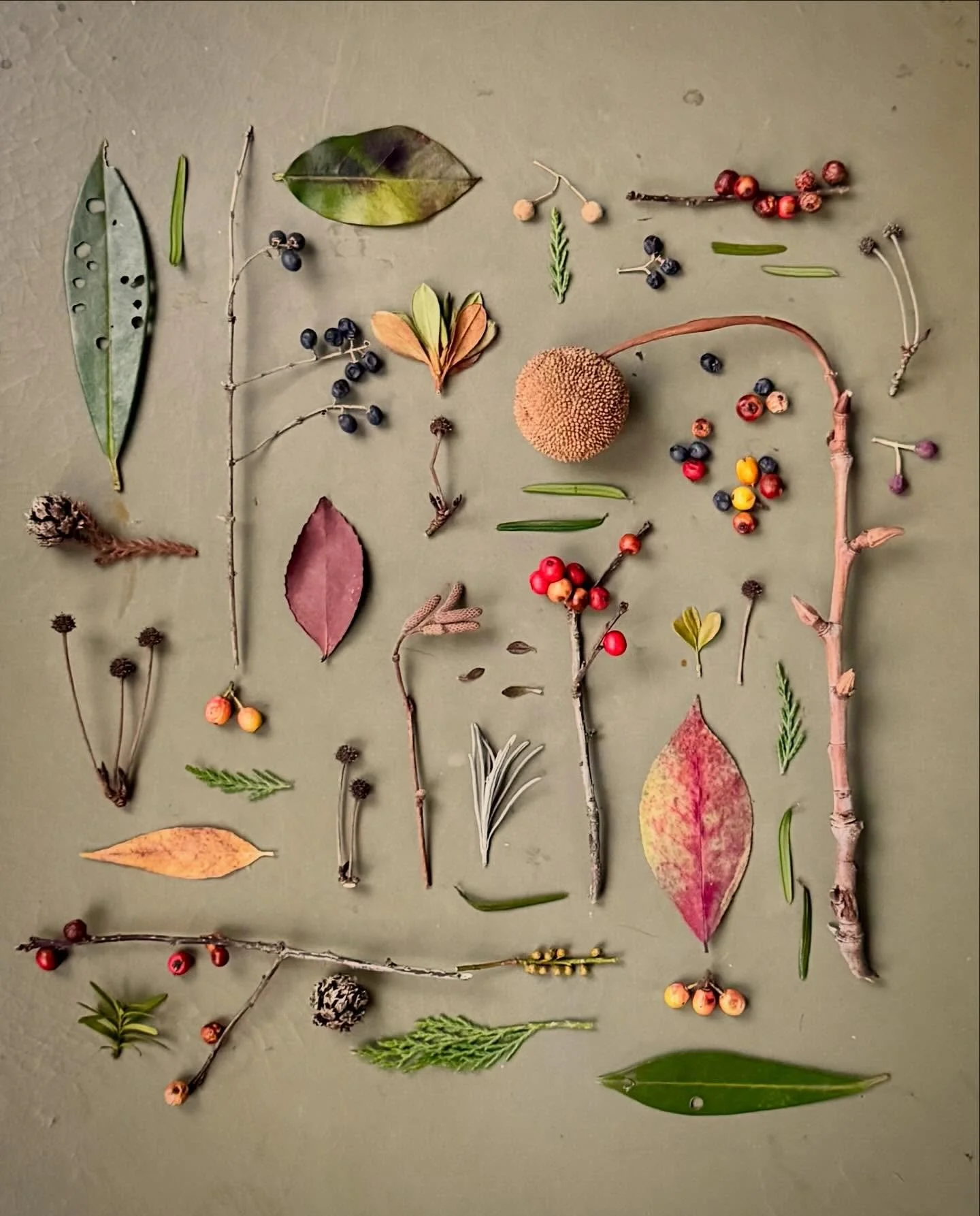 Ode to a sycamore seed bomb. #thingsifindwhilewalking #botanicalart #flatlayoftheday #winterfinds #beforethestorm