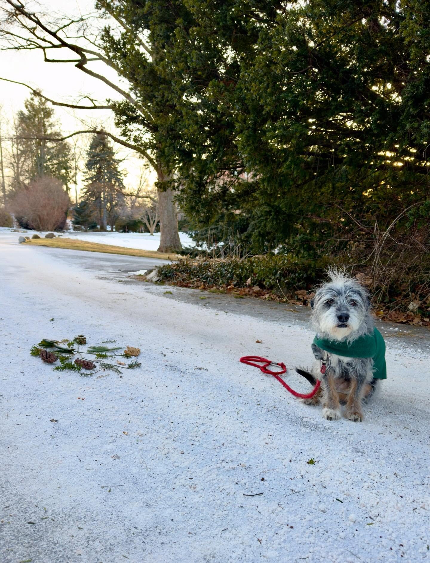 Before the storm: our overly salted street (yes, keeping Honey&rsquo;s paws clean). 3 and 4: The frozen side of the road. #thingsifindwhilewalking #botanicalart #solaceinnature #frozenworld iceou