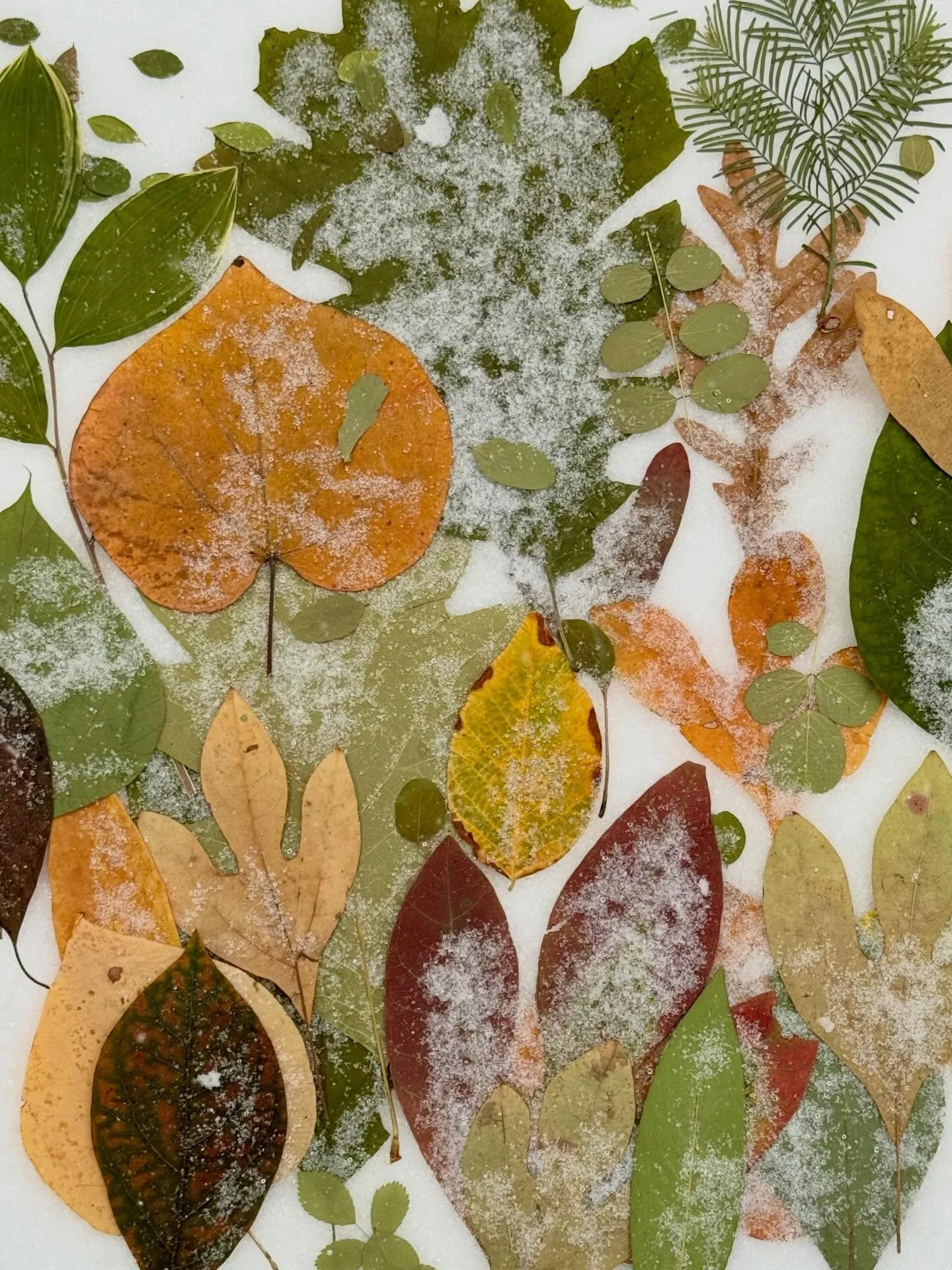 So much snow! #leavesonlyleaves #pressedleaves #thisisthebronx #snow2026