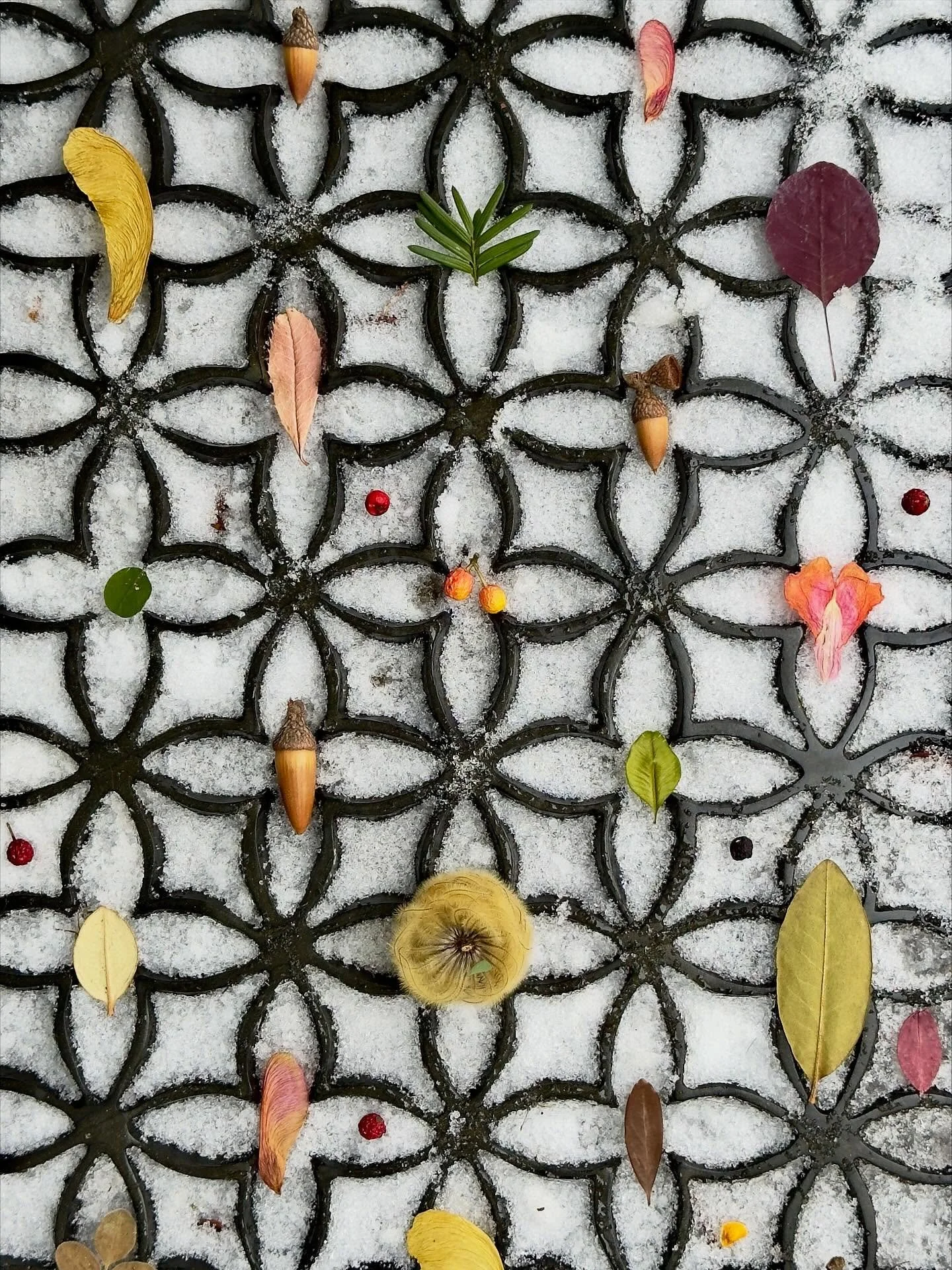 Welcome mat. &ldquo;Fear not those without papers, but those without conscience.&rdquo; @amandascgorman #botanicalart #doormatseries #solaceinnature #dailyart #iceout