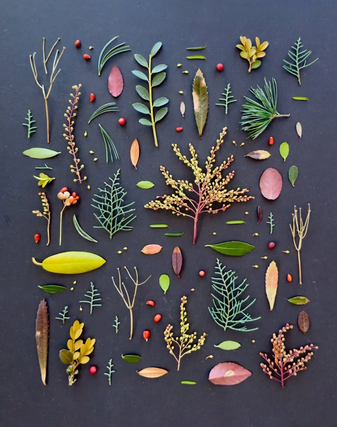 Finds from a stroll across Cambridge to Belmont, my hometown. #dogwalkdiarynyc #cambridgema #thingsifindwhilewalking #natureflatlays #ephemeralartjourneysdaily