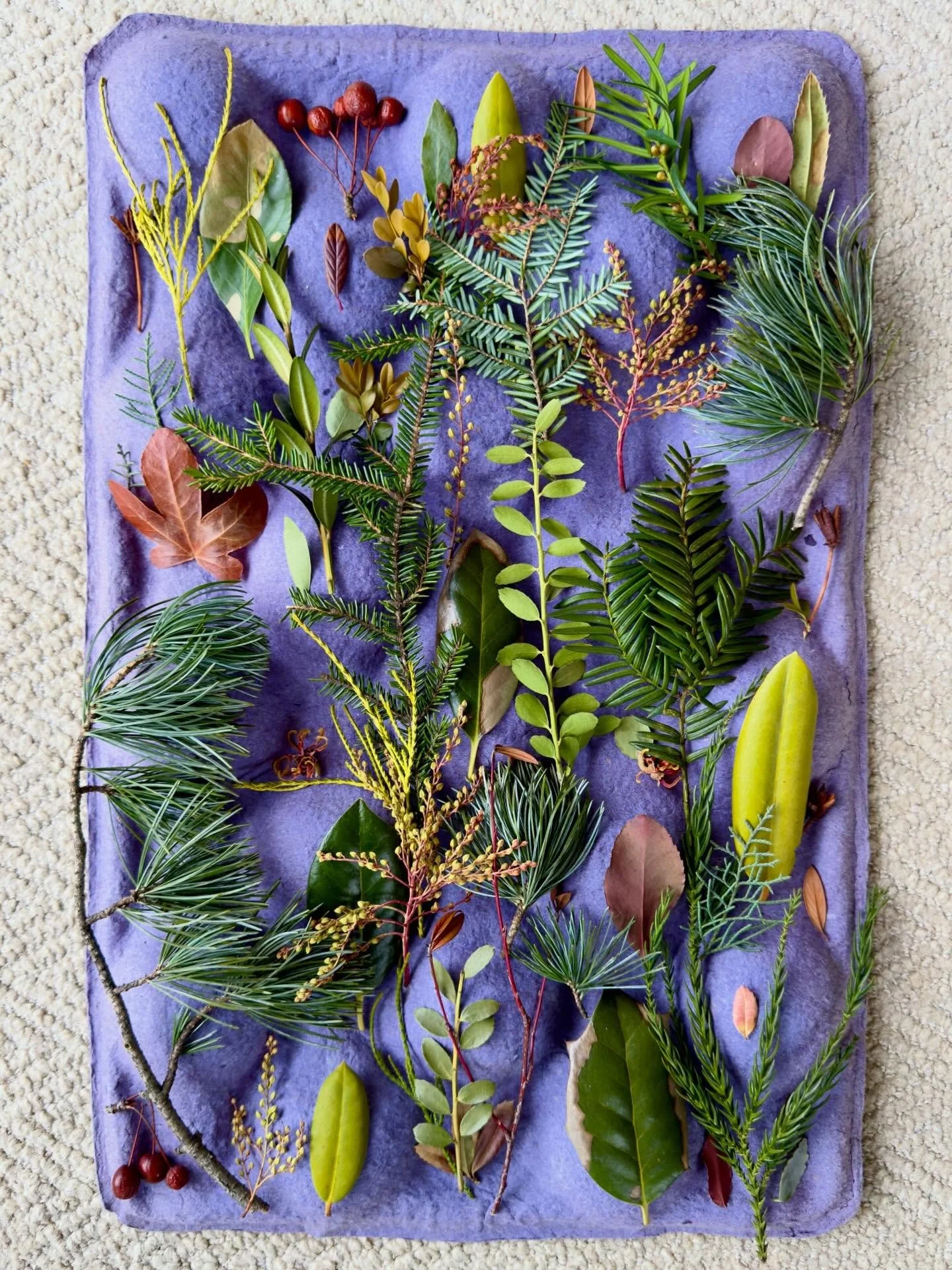 Cambridge cache on the back of a grocery produce tray. #thingsifindwhilewalking #botanicalart #cardboardcreations #assemblageart #ephemeralartjourneysdaily