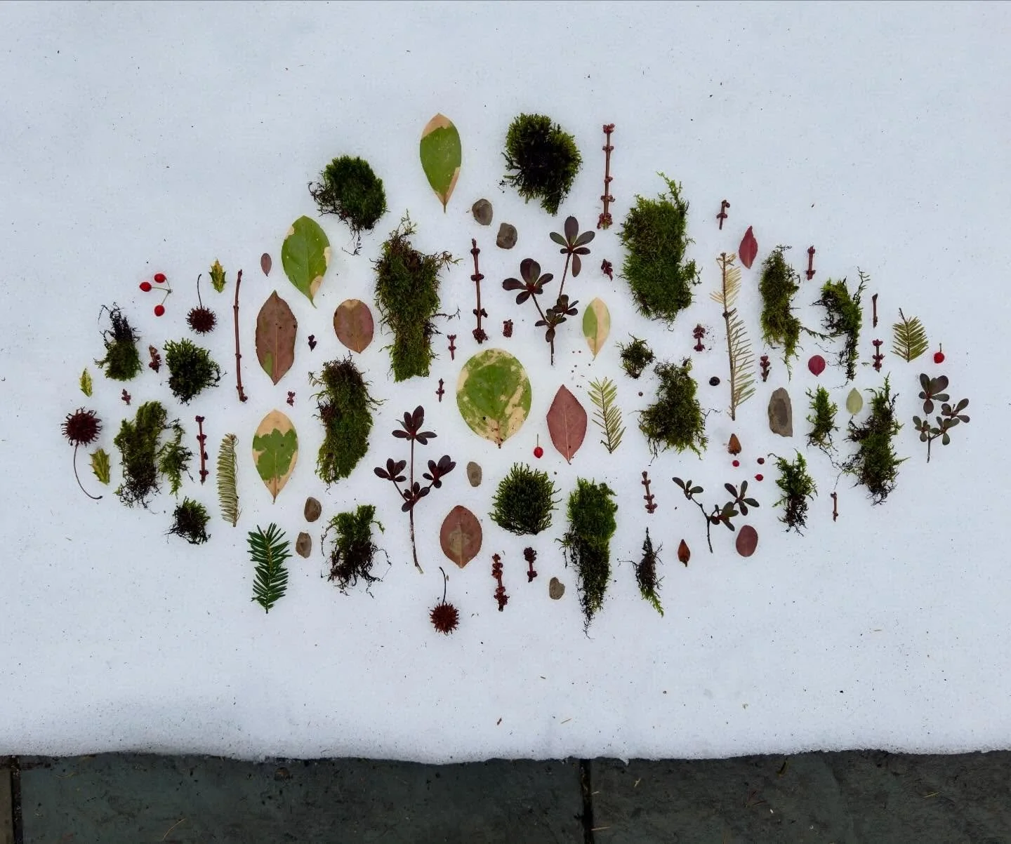 Home again, home again! #dogwalkdiarynyc #botanicalart #mossart #natureflatlays #ephemeralartjourneysdaily