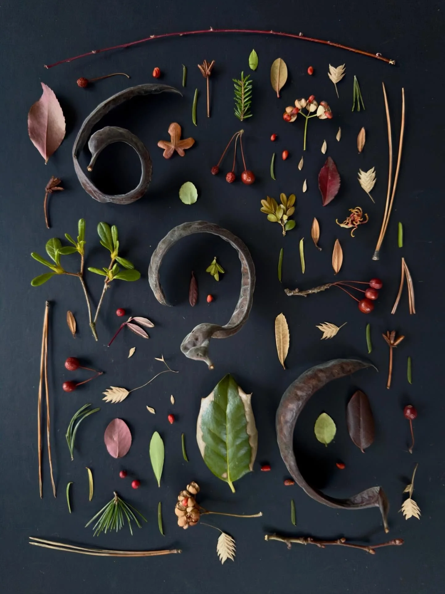 Spiraling honey locust pods and other late winter finds. #dogwalkdiarynyc #foundontheground #nature flatlays #thingsarrangedneatly #ephemeralartjourneysdaily