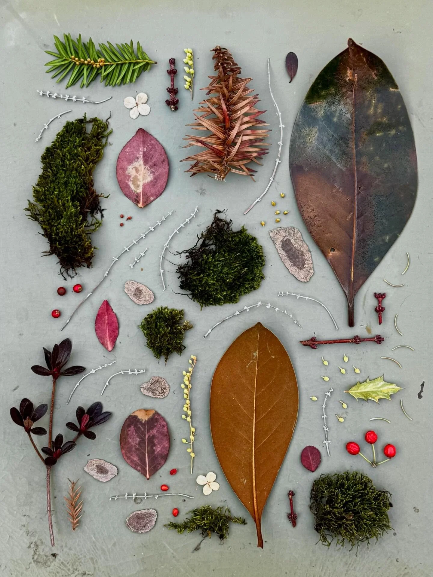 This way out of winter. #dogwalkdiarynyc #thingsifindwhilewalking #botanicalart #natureflaylays #ephemeralartjourneysdaily