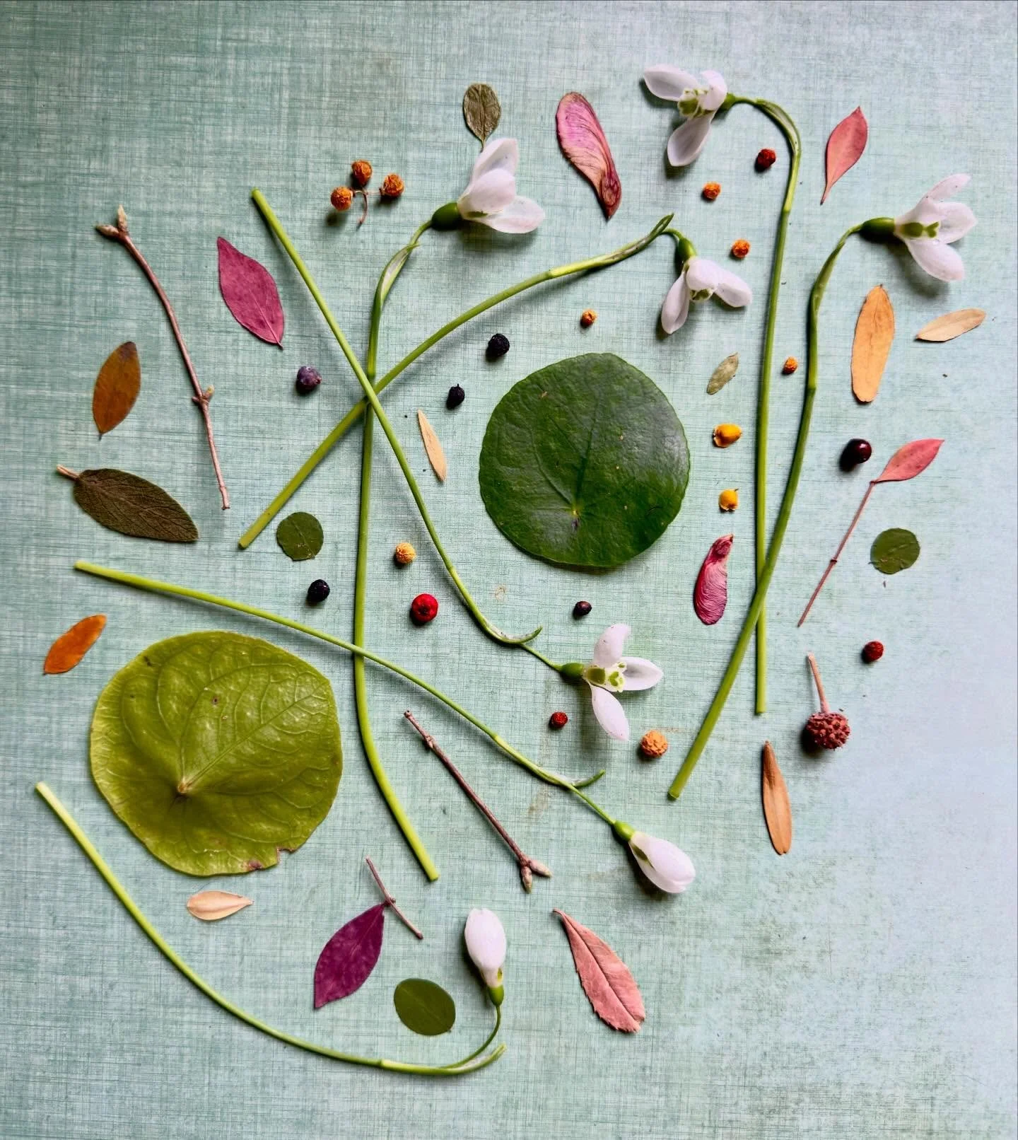 How to honor two round green castoffs from my husband&rsquo;s pilea peperomioides plant? Here are two kitchen counter attempts&mdash;one required sacrificing a few of first snowdrops. #dogwalkdiarynyc #botanicalart #pileapeperomioides #snowdropseason
