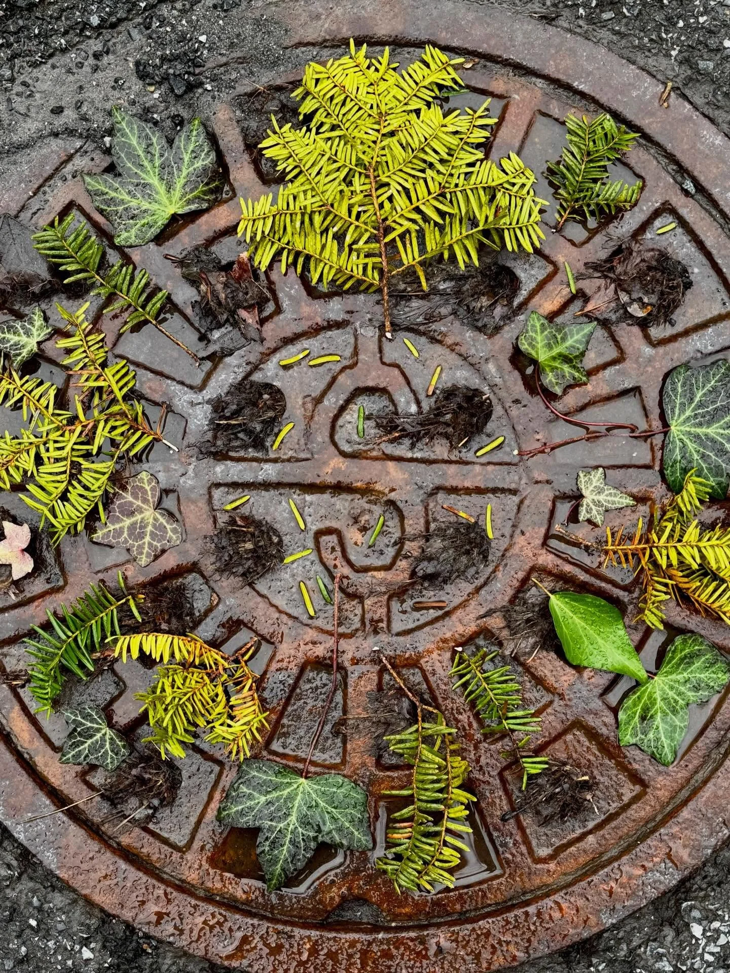 Raw cold has supplanted false spring around here. Honey and I were shivering over a dirt-clogged manhole cover when Gregory, our UPS friend, arrived. He wears shorts year round and has three dogs of his own! #dogwalkdiarynyc #manholecover #manholeuni