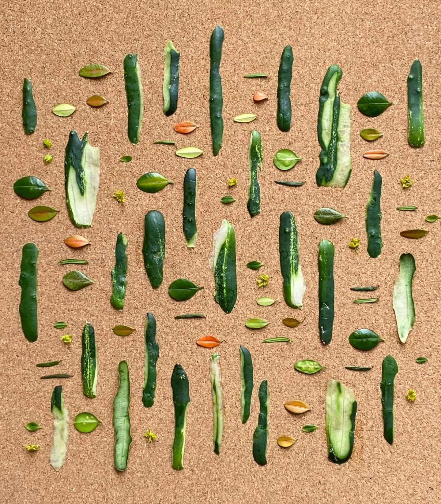 Peel appeal on a cork board. #playwithyourfood #wastenot #compost #patternplay #nothingisordinary_nature