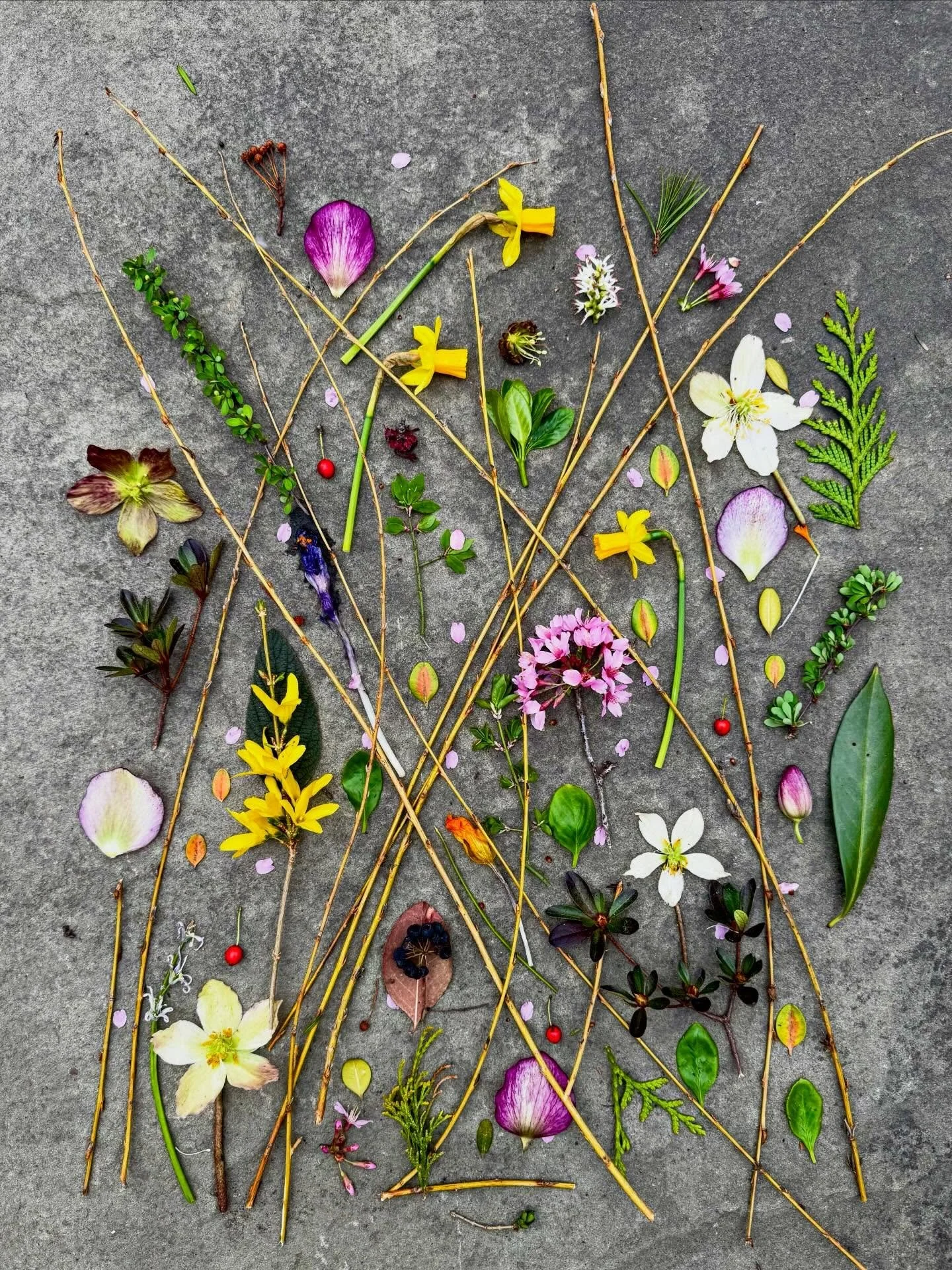Loosely woven Easter basket before and after the rain. #dogwalkdiarynyc #botanicalart #stickart #springflowers #spreadnaturelove