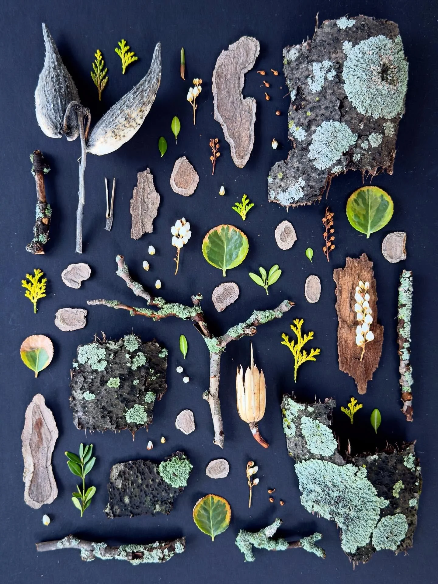 A misty walk along the Charles in Cambridge. #dogwalkdiarynyc #naturecollage #flatlayoftheday #spreadnaturelove #ephemeralartjourneysdaily