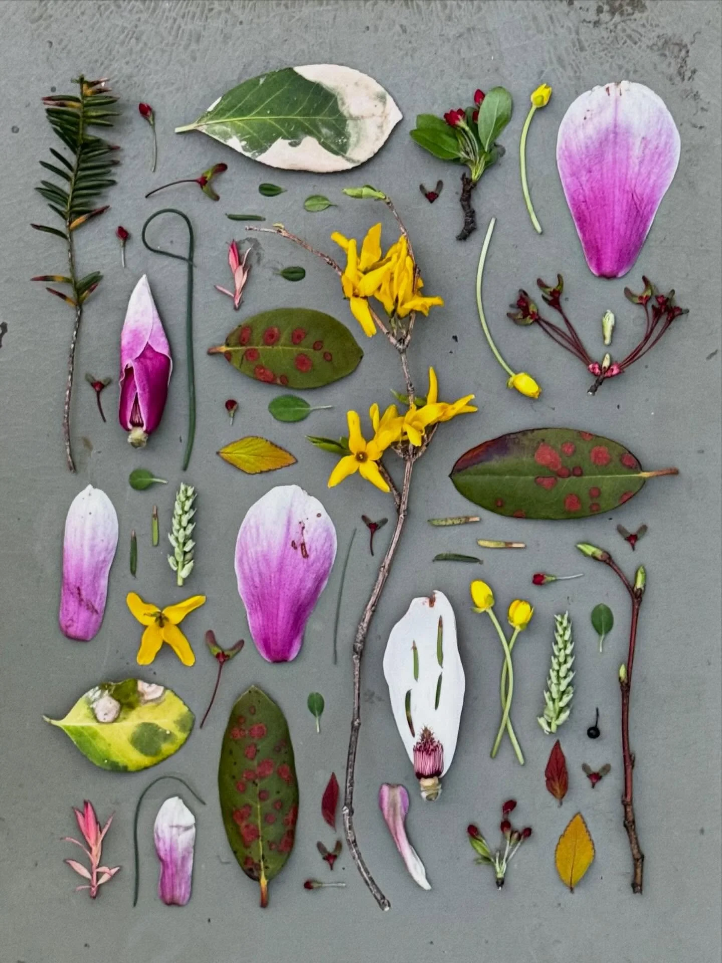 Home with Honey and the first magnolia blossoms. #thingsifindwhilewalking #springflatlay #botanicalcollection #dogoftheday #rescuedogsof&igrave;nstagram