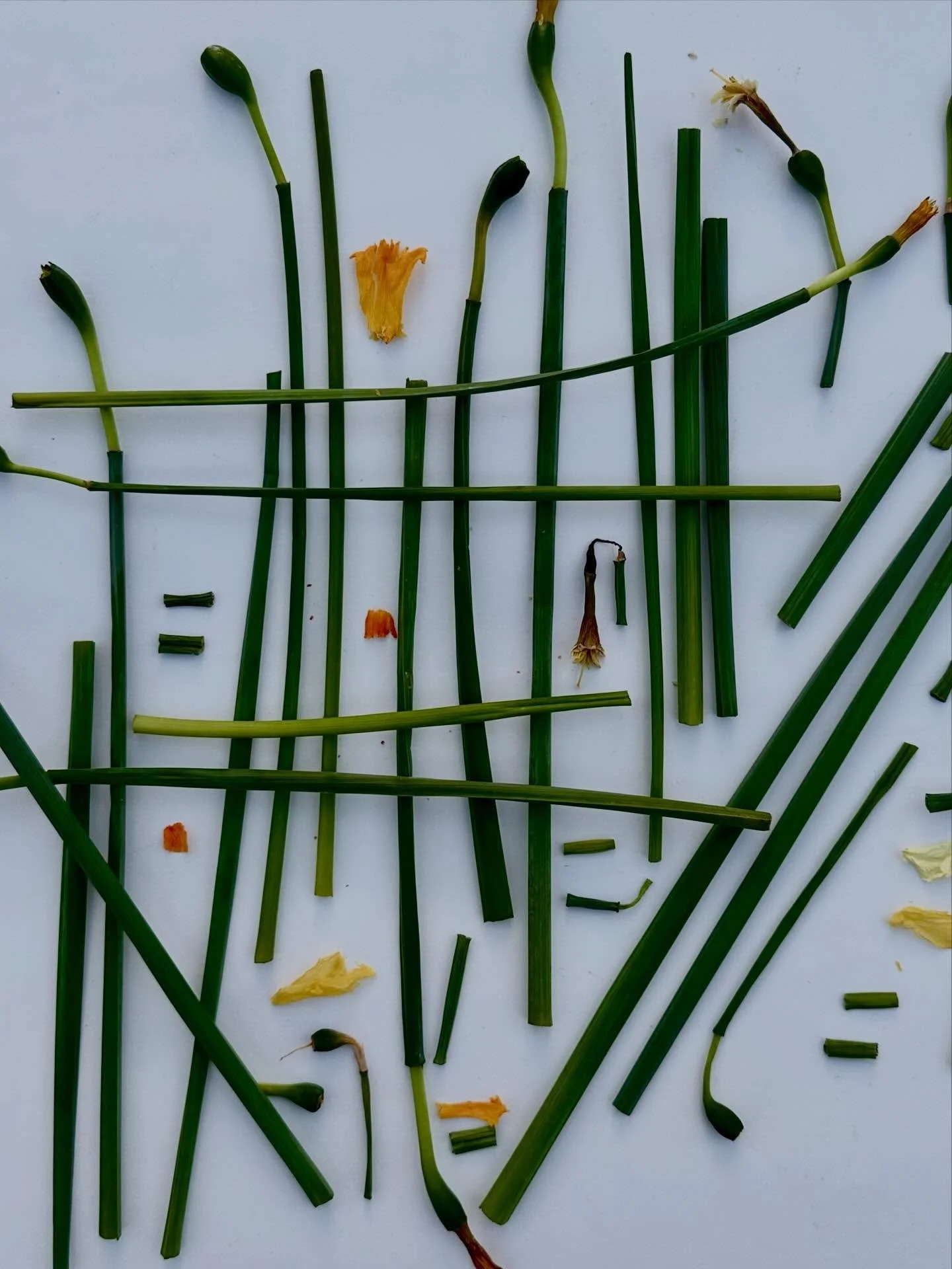 Daffodil ditty.  #underthefloralspell #botanicalart #artandnature #naturecollage #ephemeralart