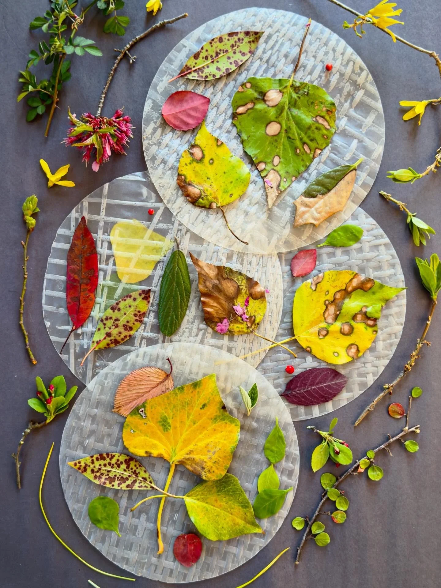 Playing with fragile old dumpling wrappers unearthed on a pantry shelf. #circleart #wastenot #foodscraps #playwithyourfood #leafart