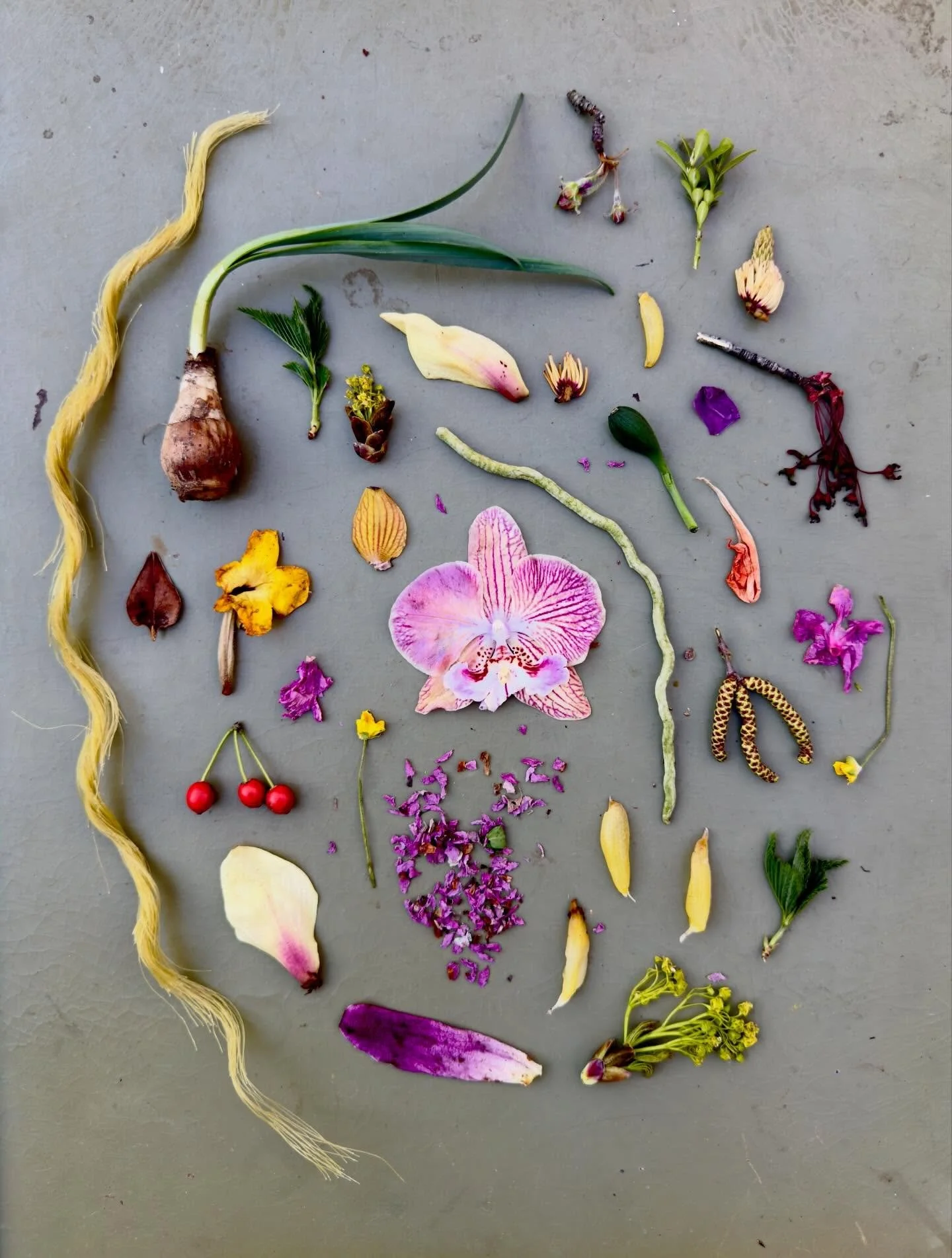 The snip of wavy nylon rope: a questionable find elevated. #dogwalkdiarynyc #foundontheground #naturecollection #botanicalart #nothingisordinary