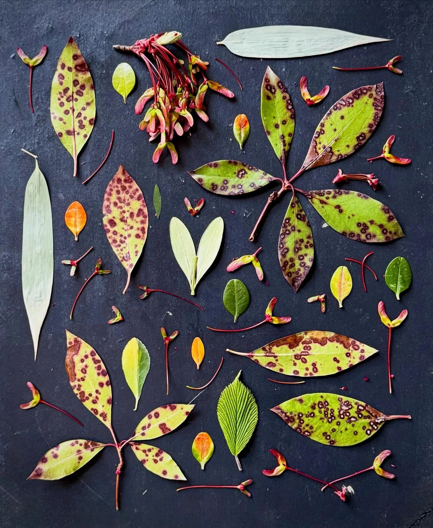The old welcoming in the new. #seasonalshift #botanicalart #naturecollage #mountainlaurel #redmaple