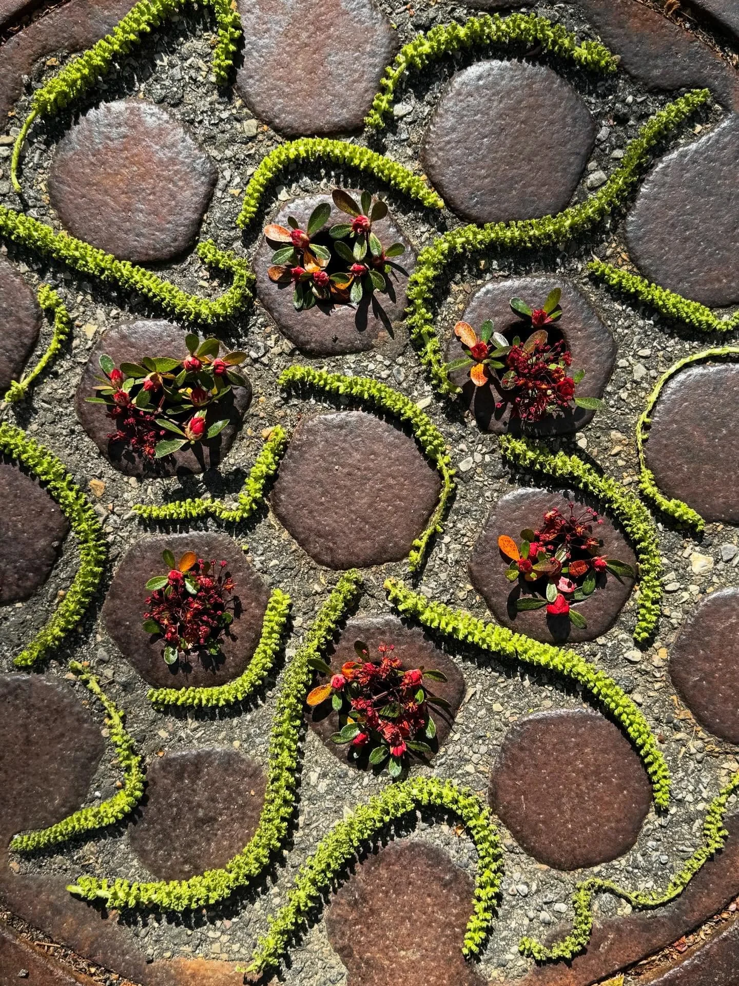 Caterpillar-like catkins from a butternut tree. Yes, the pollen is getting to me! #dogwalkdiarynyc #manholecover #manholeunited #drainspotting #nothingisordinary_nature