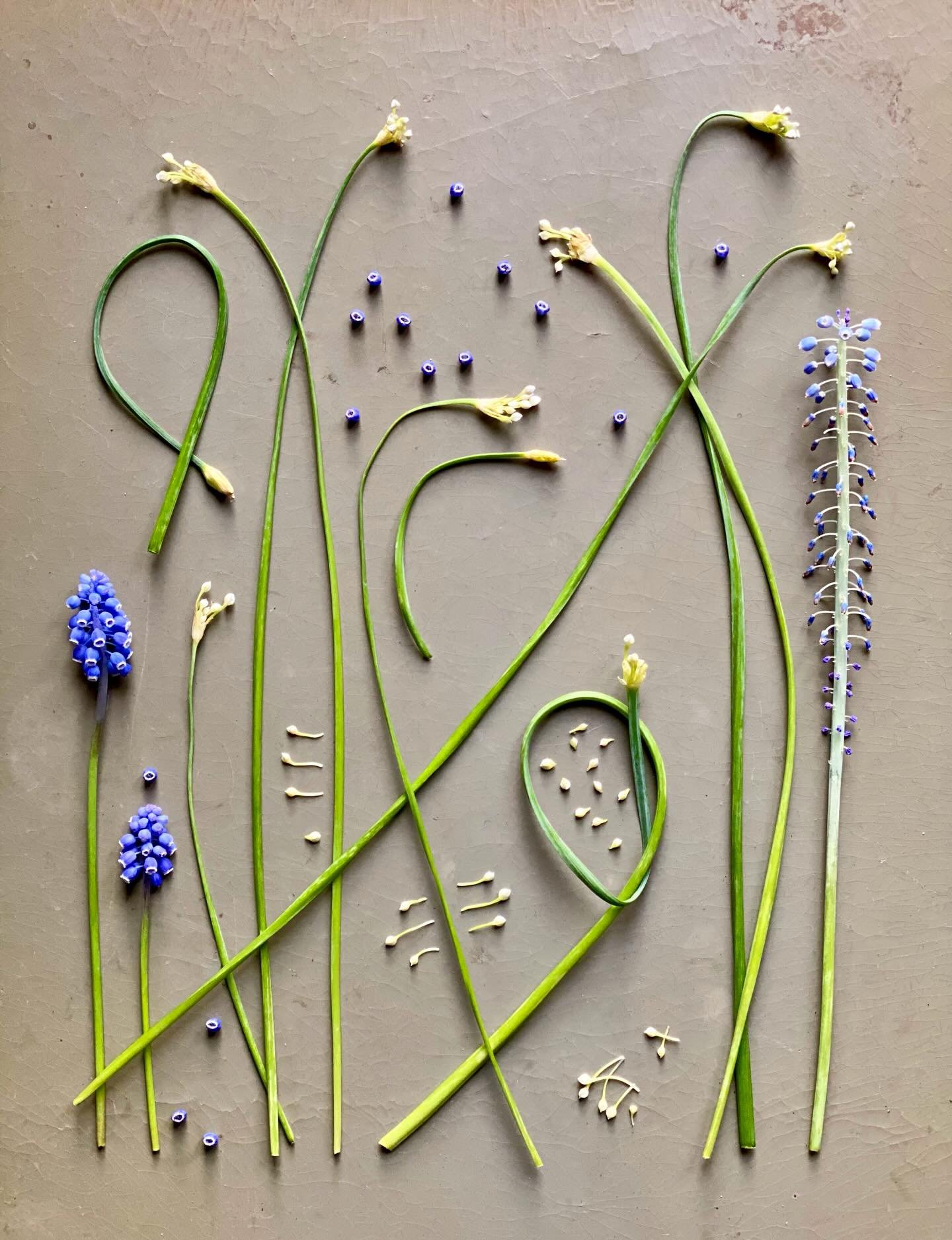 Stem research. #natureflatlays #botanicalcollage #springstems #artandnature #ephemeralartjourneysdaily