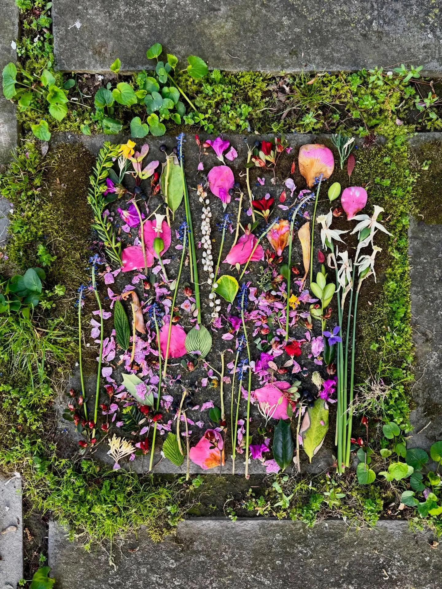 Found frame. #dogwalkdiarynyc #thingsifindwhilewalking #signsofspringnyc #artandnature #thisisthebronx