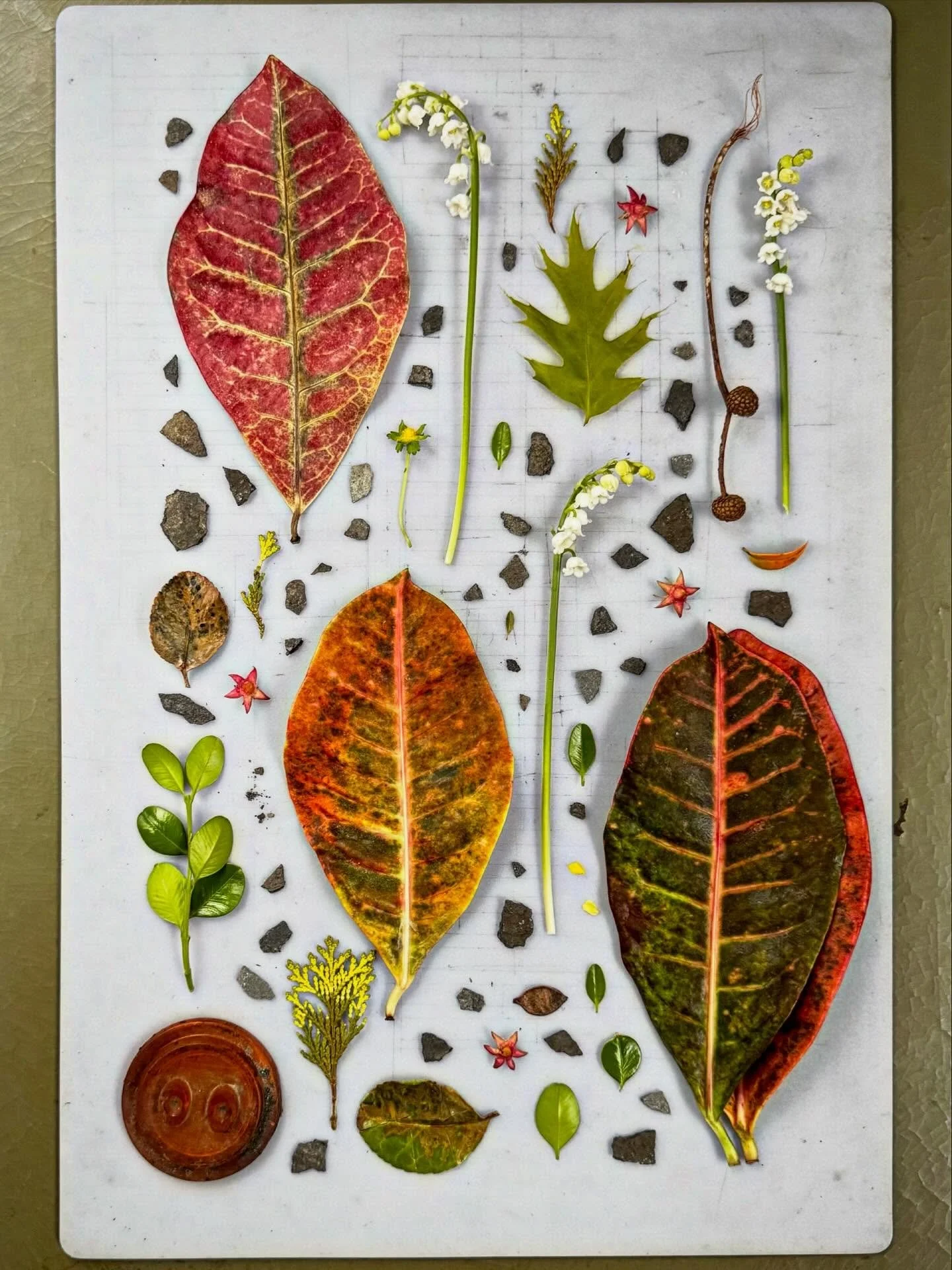Indoor and outdoor finds: during the cold months, I swim in a pool with two potted croton plants that give me something tropical to look at. Yesterday, to my delight, I saw a few leaves had been shed. They&rsquo;re shown here on an old Exacto mat mix
