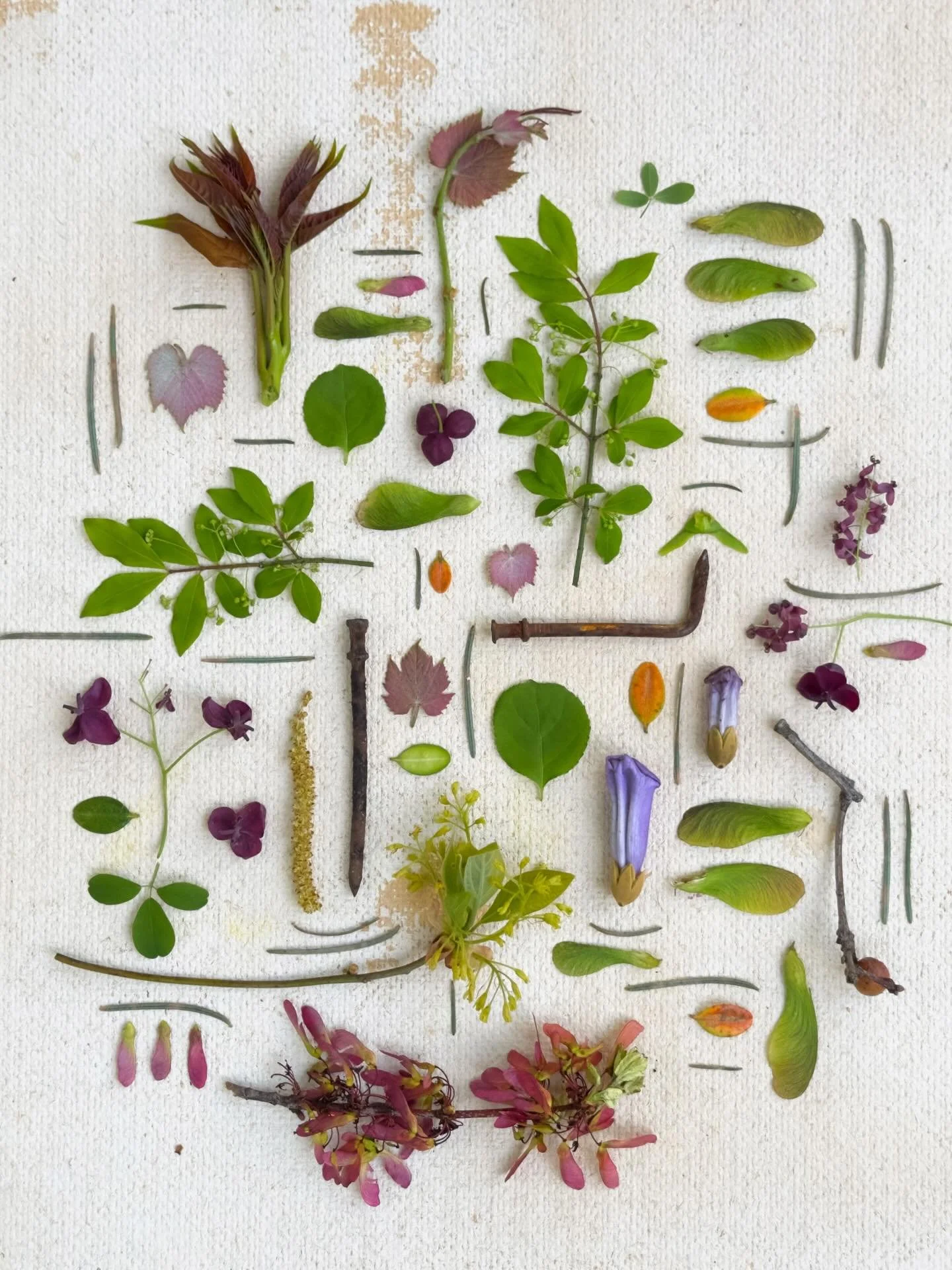 My kind of map: spring sprouts and found nails. #dogwalkdiarynyc #botanicalart #flatlaylove #artandnature #ephemeralart