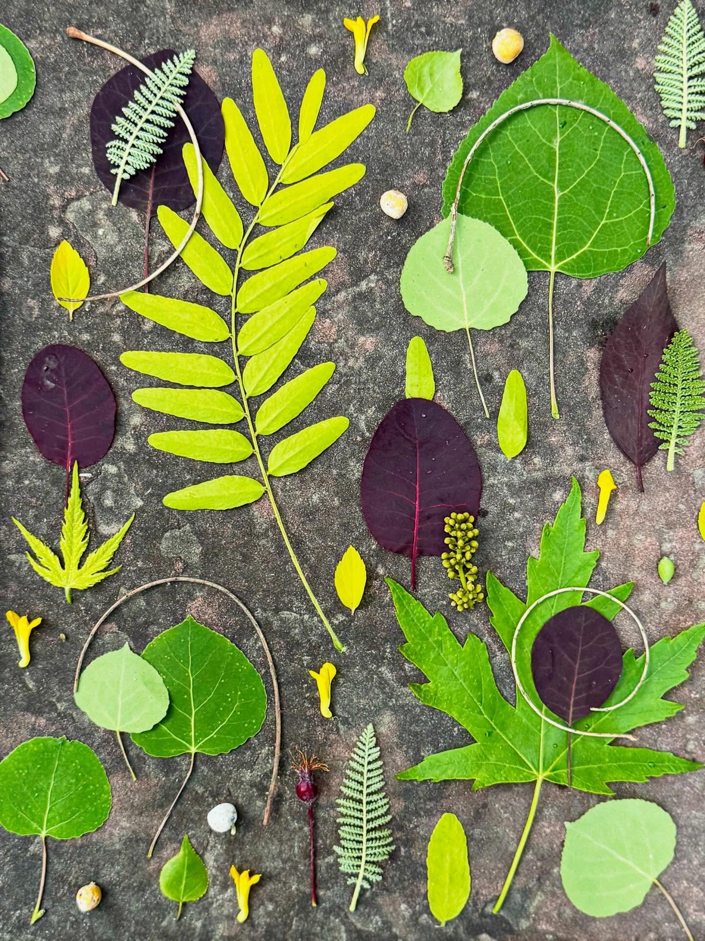 Backyard experiments on stone and an old mirrored display stand. #dogwalkdiarynyc #denverco #leafart #flatlaytoday #nothingisordinary_nature