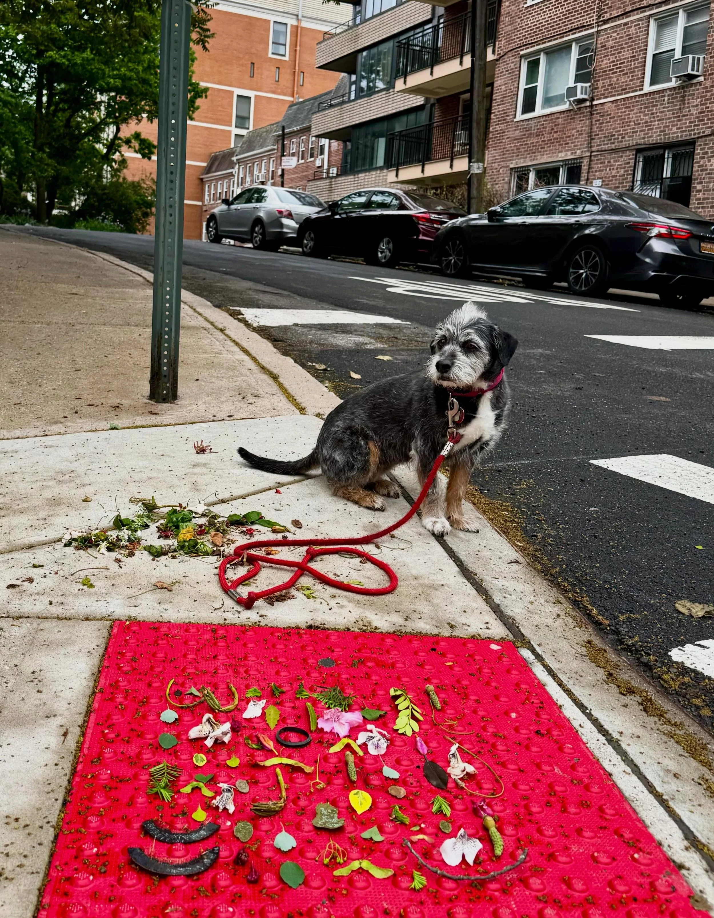 Down and dirty between May showers. Honey DK, my beloved sidekick, spent her first years as a street dog in Puerto Rico. She was rescued by @strayfromtheheart and so lovingly fostered before joining me on my adventures in the Bronx. She may have a re
