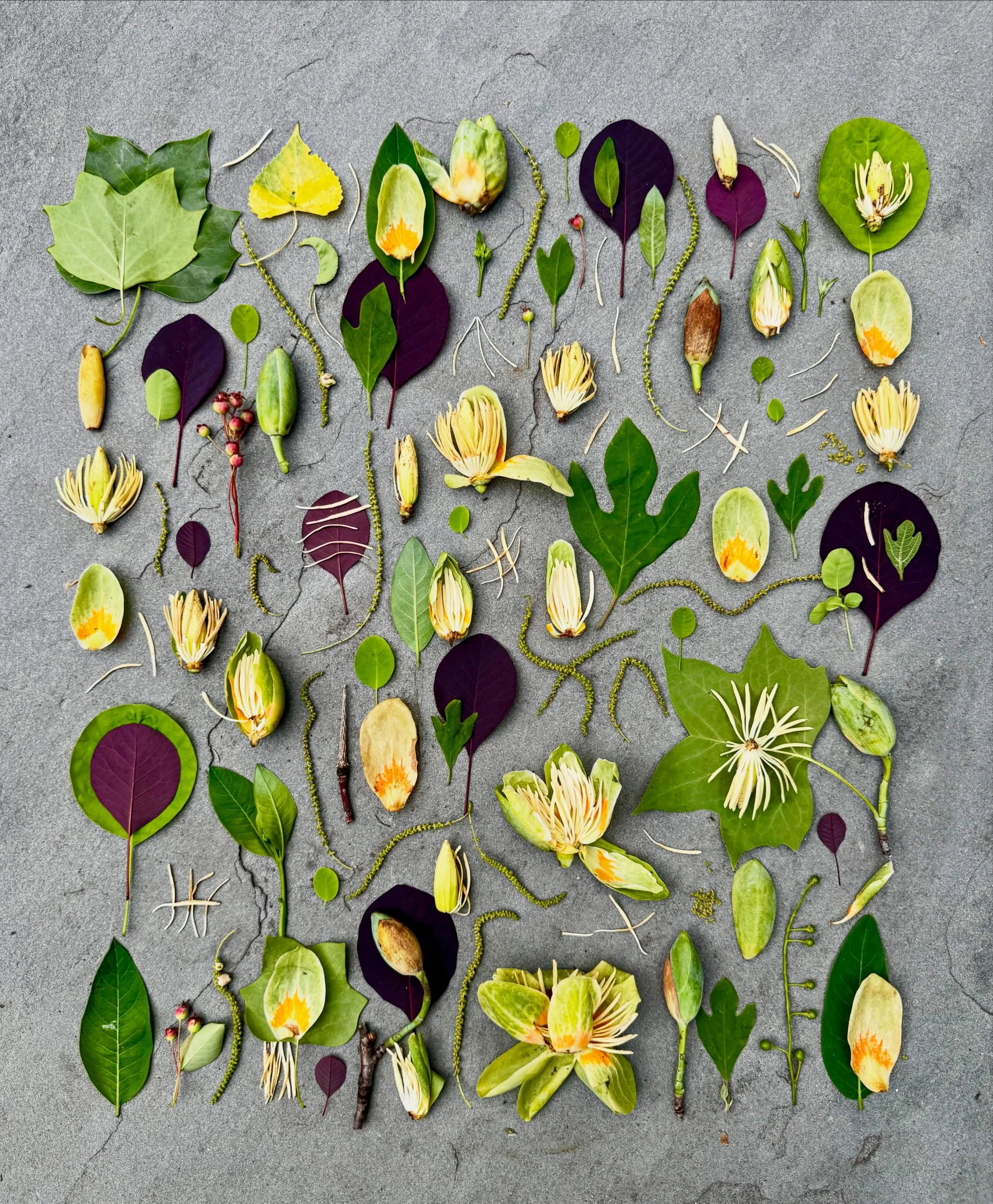 Tulip poplar castoffs gathered in Van Cortlandt Park and smoke bush leaves from our own front garden. #dogwalkdiarynyc #inspiredbynature_ #flatlayoftheday #botanicalcollection #dailyart