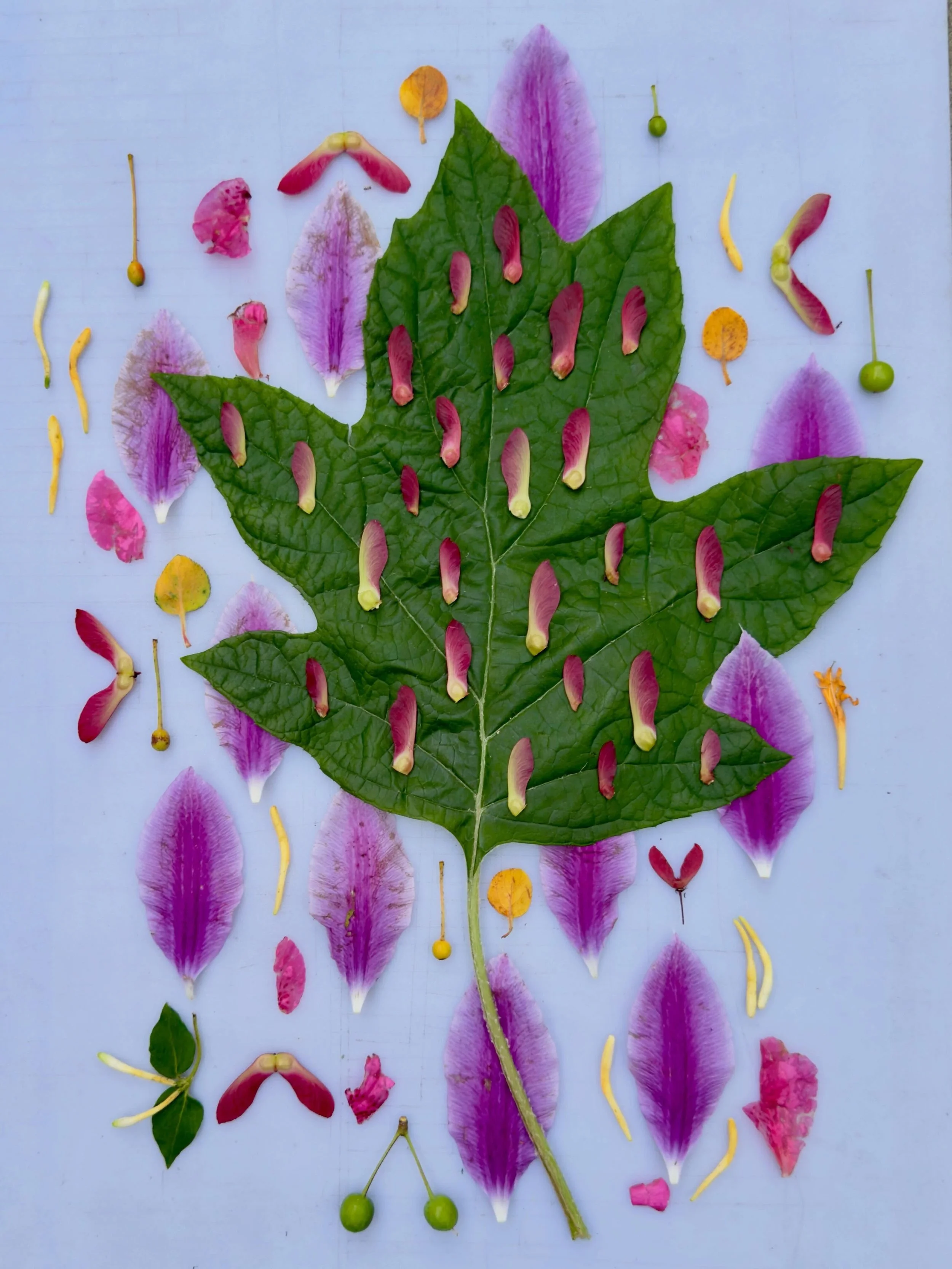 Pink and green on an old X-Acto mat.  #dogwalkdiarynyc #botanicalart #natureflatlays #oakleafhydrangea #clematis