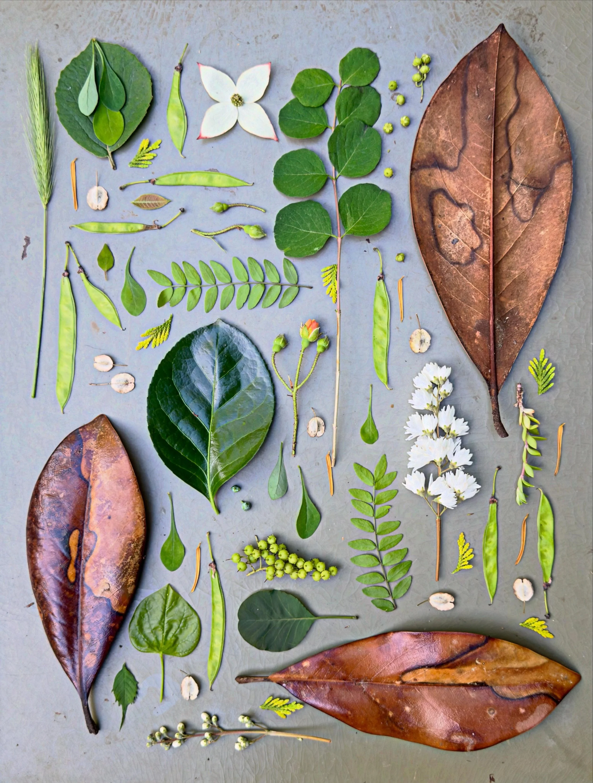 Leathery old magnolia leaves and fresh greens. #dogwalkdiarynyc #thingsifindwhilewalking #leafart #natureflatlays #greenleaves