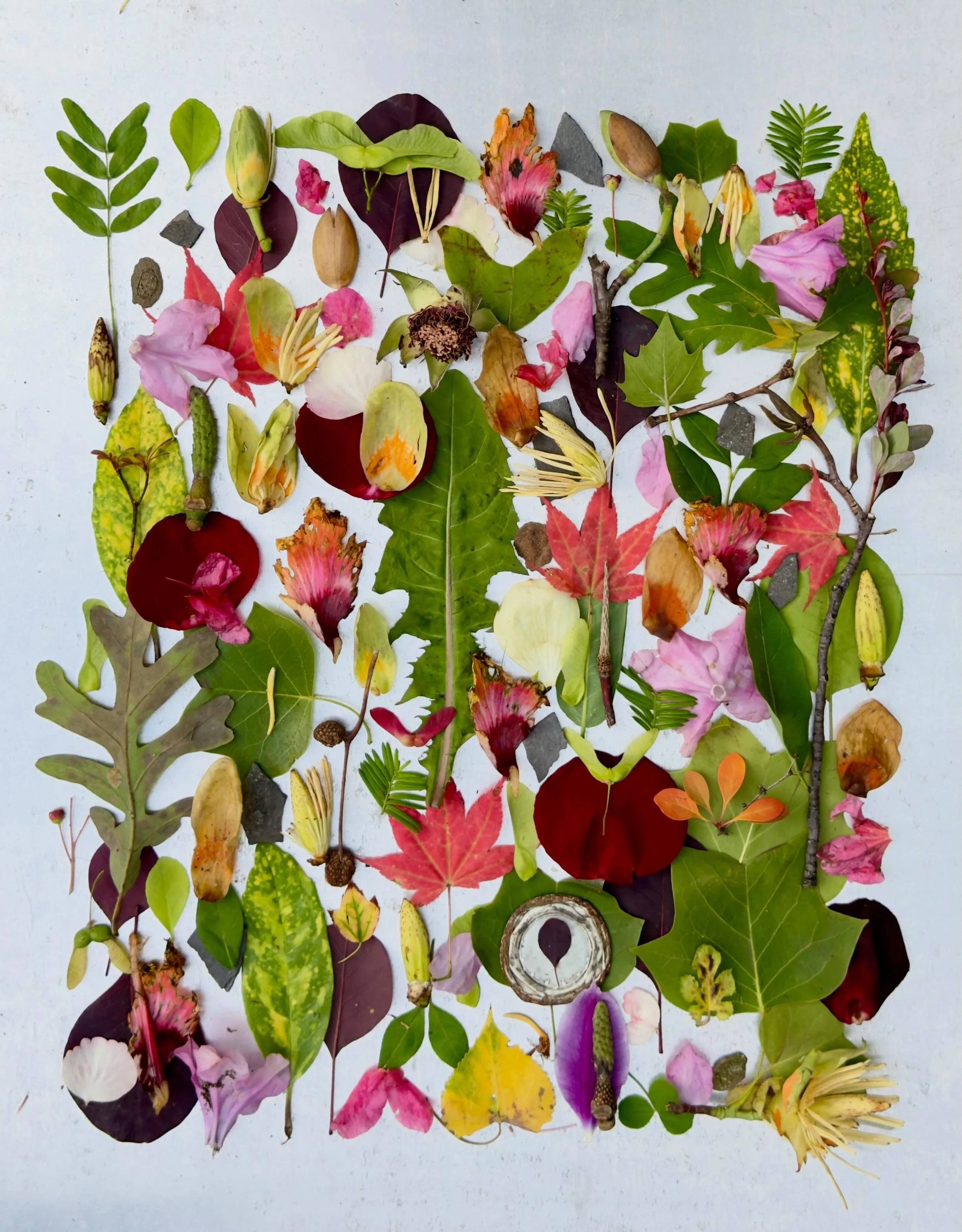 Data dump on a found metal panel. #dogwalkdiarynyc #thingsifind #botanicalart #flatlayfriday #springtimeinnyc